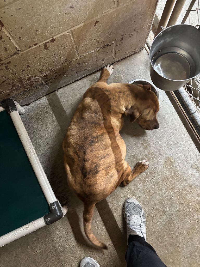 Enlarge Mama, a Adoptable mixed breed in Swainsboro, GA image 4/4