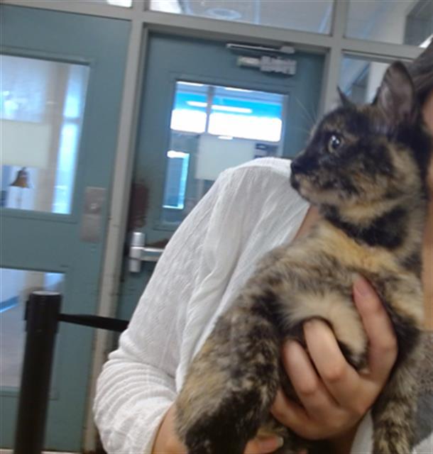 Enlarge LAVENDAR, a Adoptable Domestic Short Hair in Oklahoma City, OK image 1/1