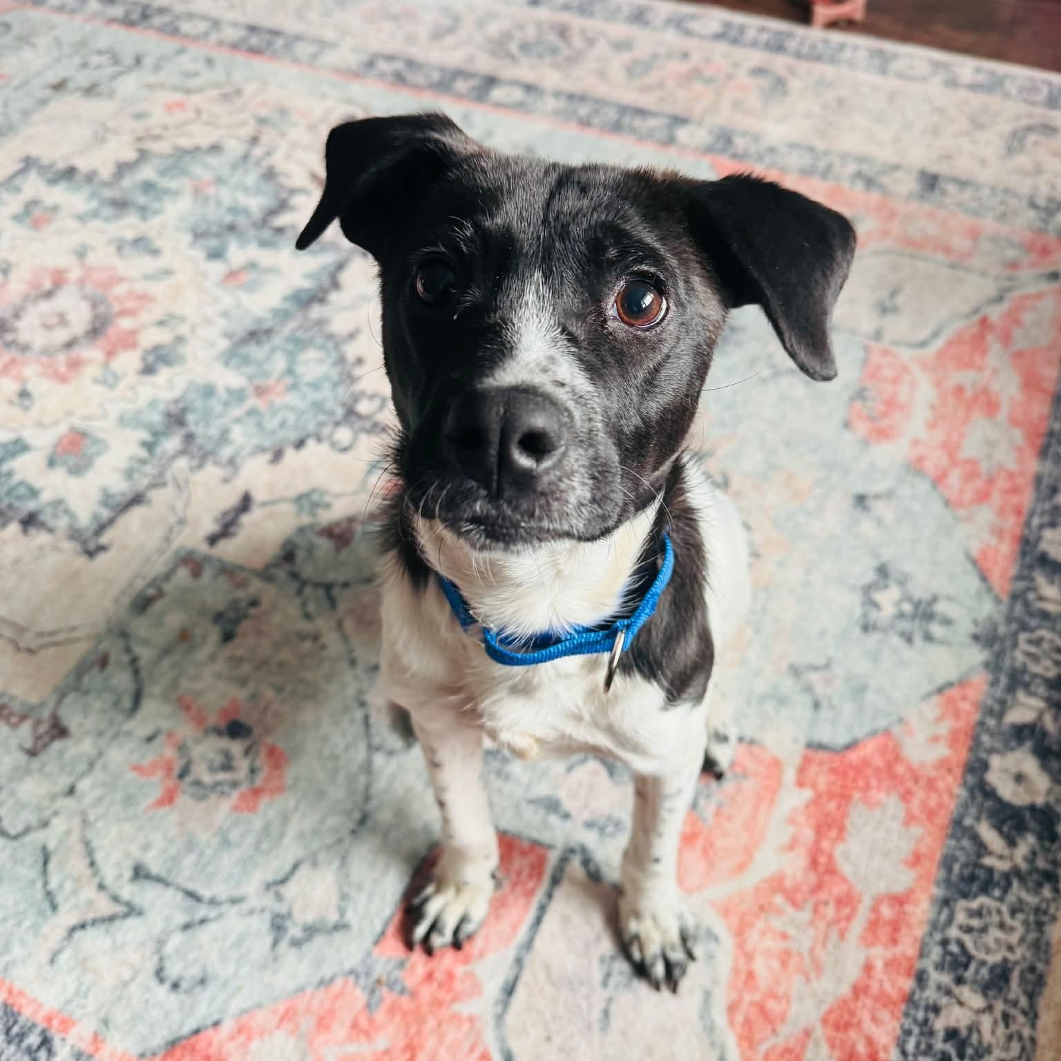 Enlarge Bow, an adopted Mixed Breed in Highland, NY image 3/6