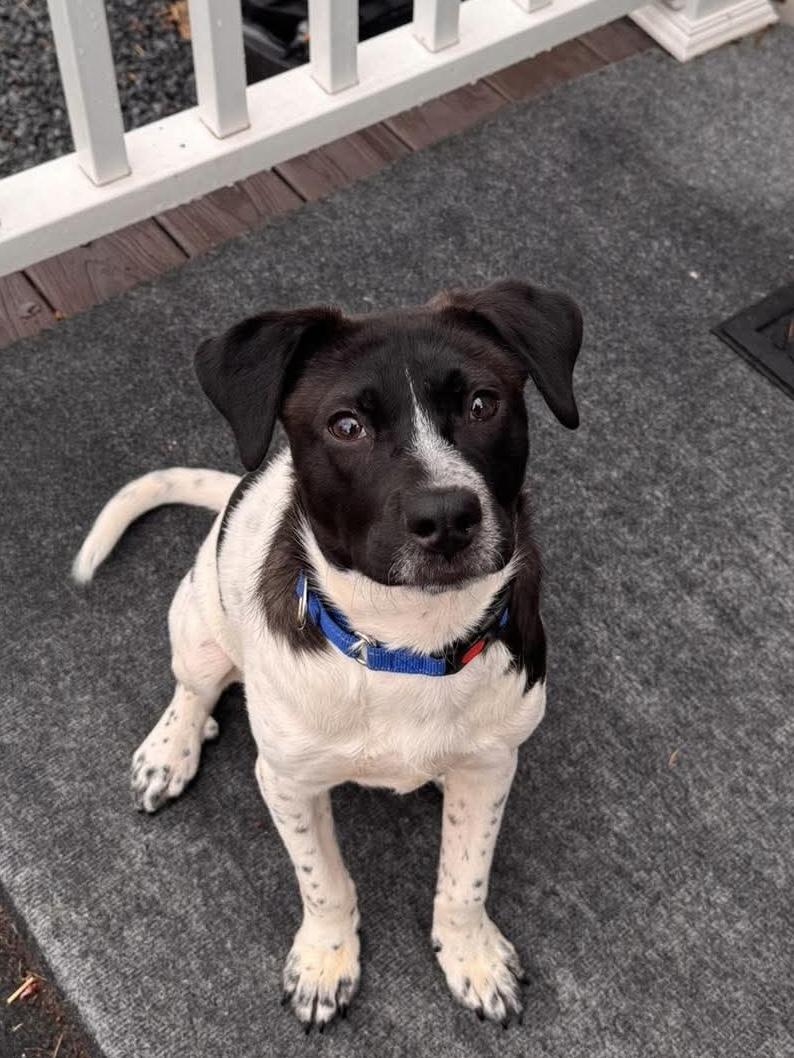 Bow, adopted, Puppy Male Mixed Breed.