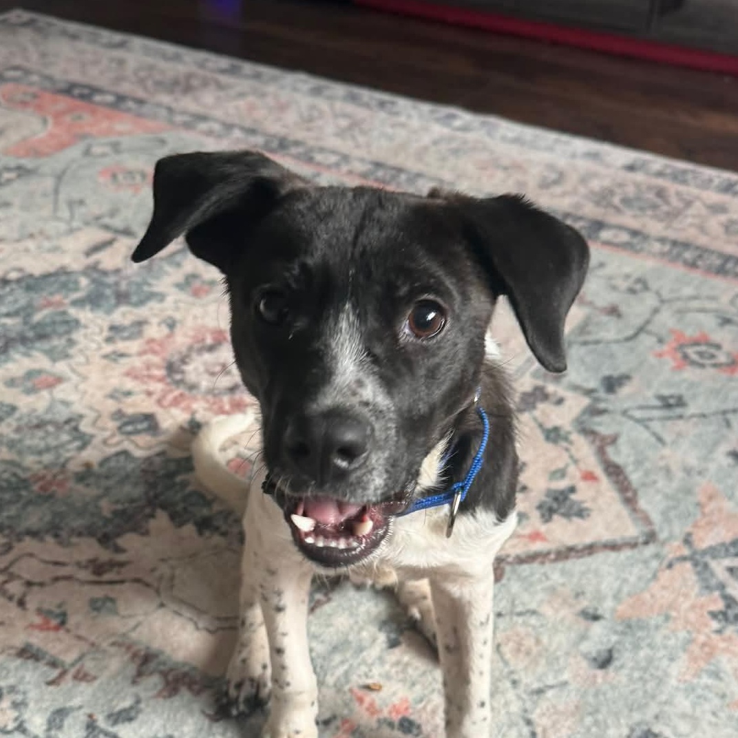 Enlarge Bow, an adopted Mixed Breed in Highland, NY image 2/6