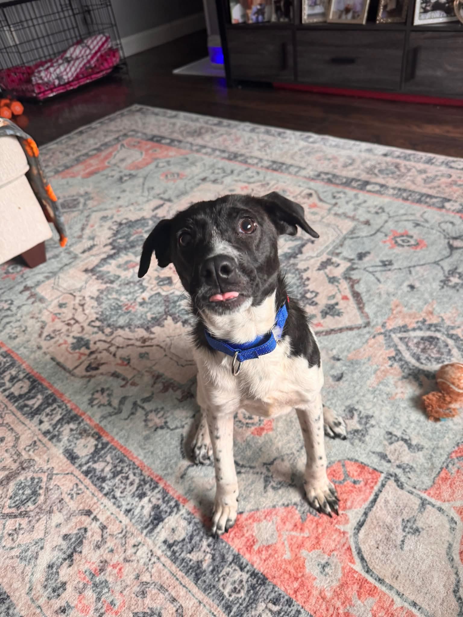 Enlarge Bow, an adopted Mixed Breed in Highland, NY image 5/6