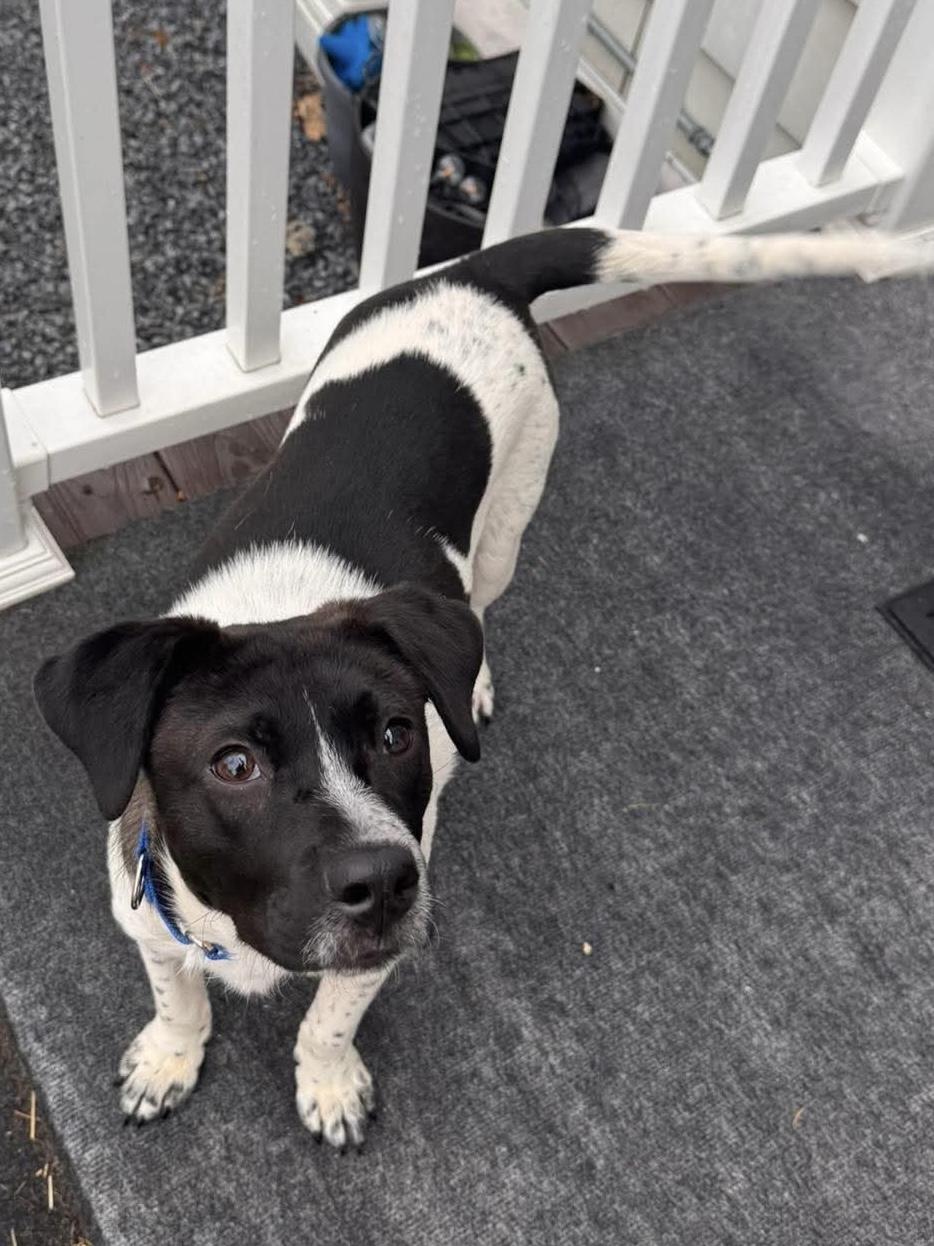 Enlarge Bow, an adopted Mixed Breed in Highland, NY image 6/6