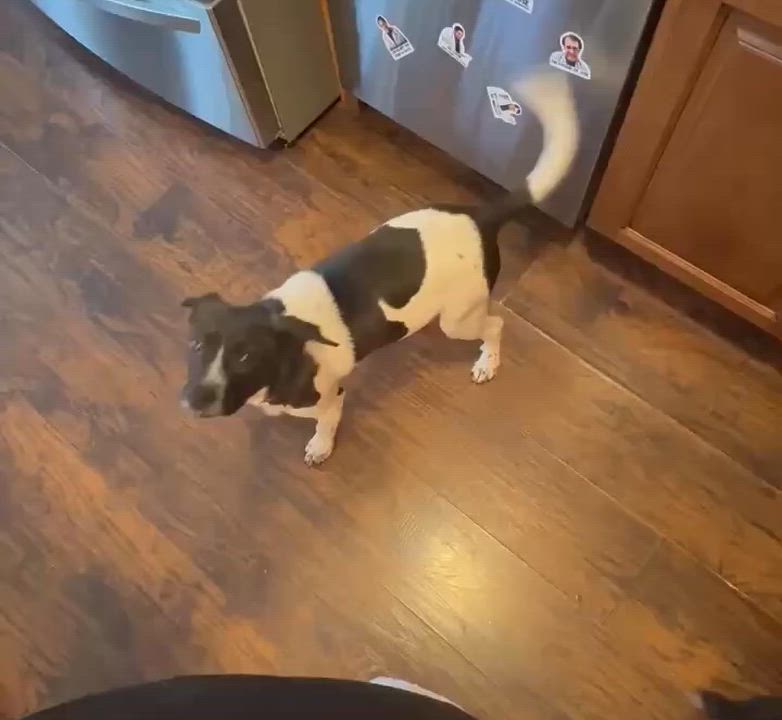 Enlarge Bow, an adopted Mixed Breed in Highland, NY video 4/6