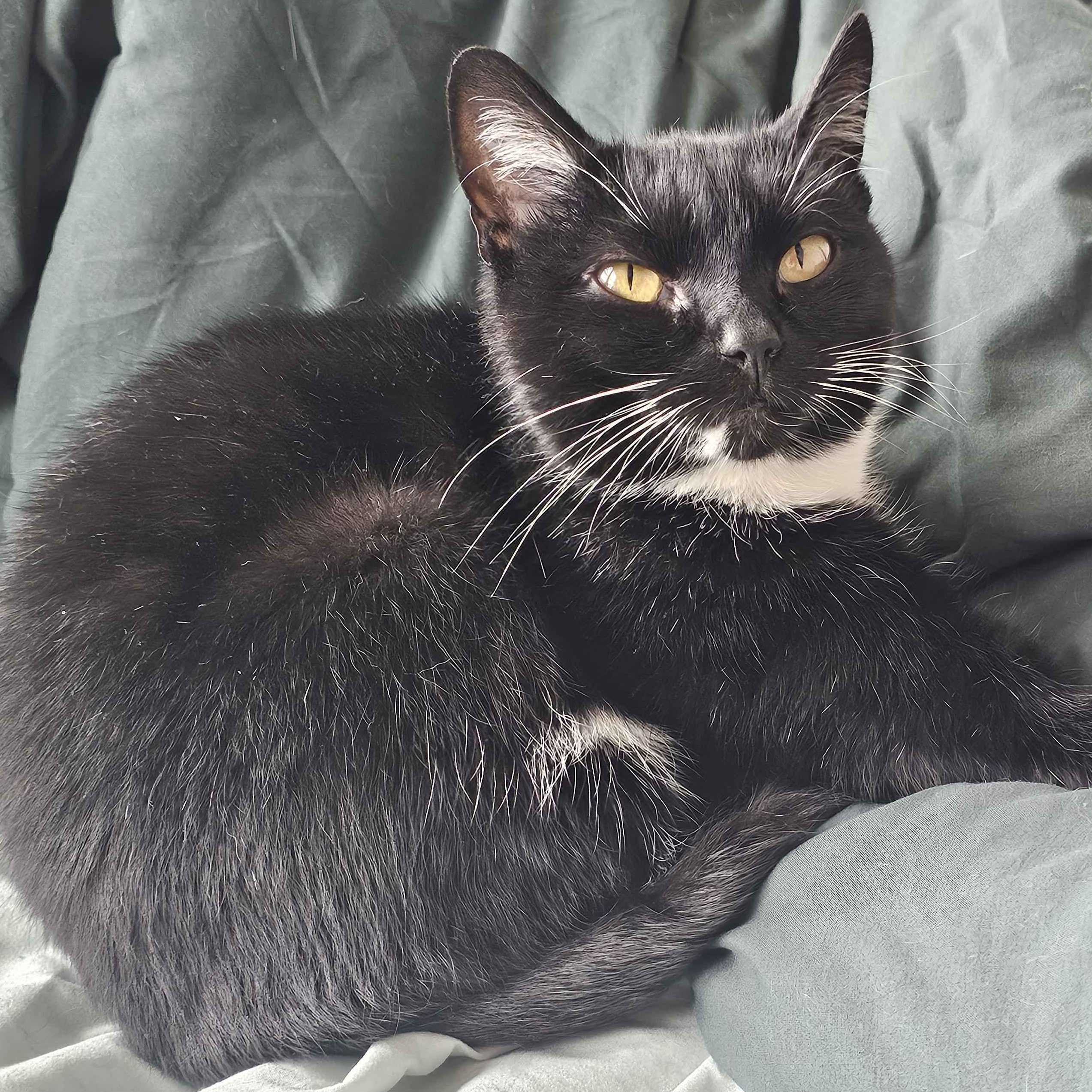 Enlarge Wuvvy, a ADOPTABLE mixed breed in Hyattsville, MD image 2/6