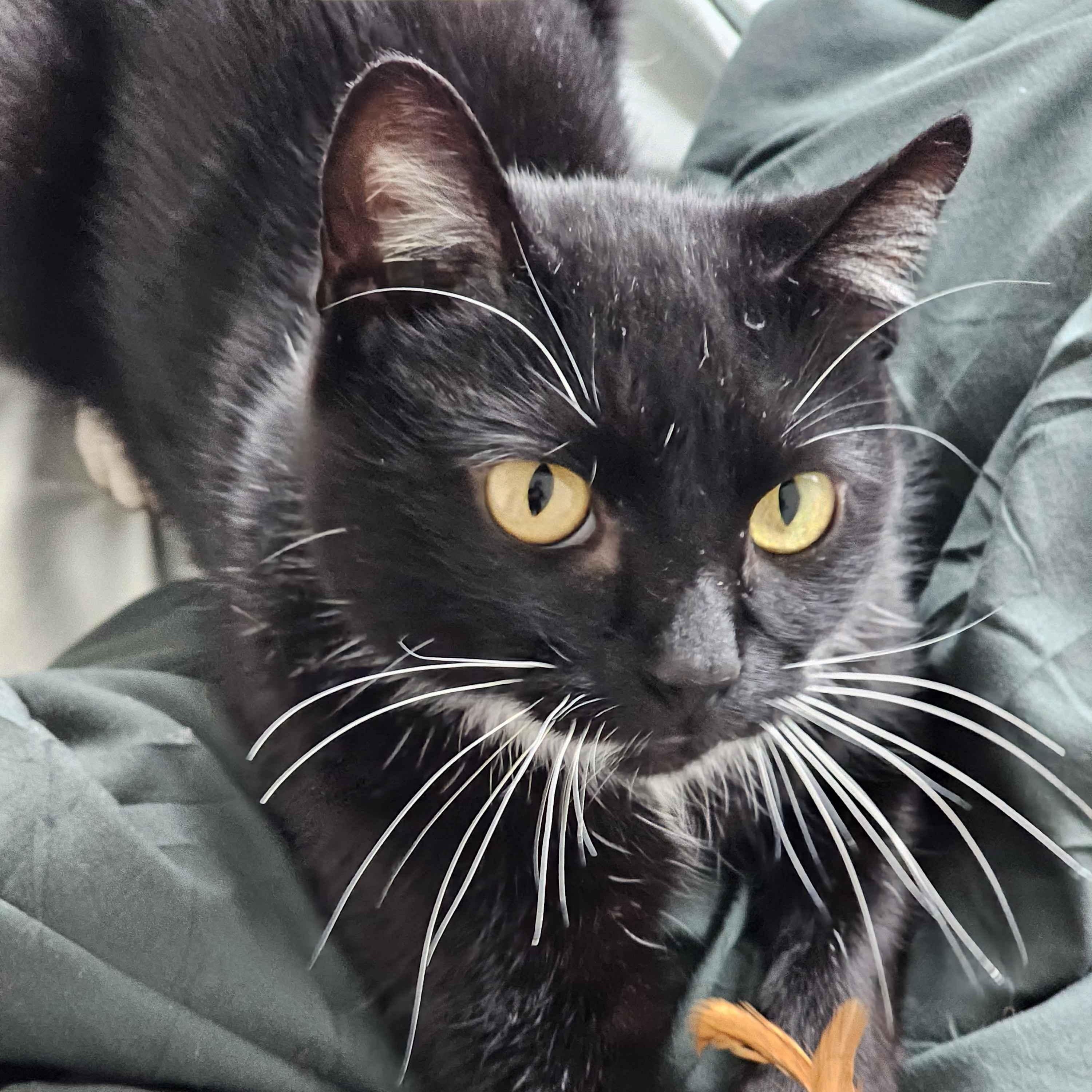 Enlarge Wuvvy, a ADOPTABLE mixed breed in Hyattsville, MD image 4/6