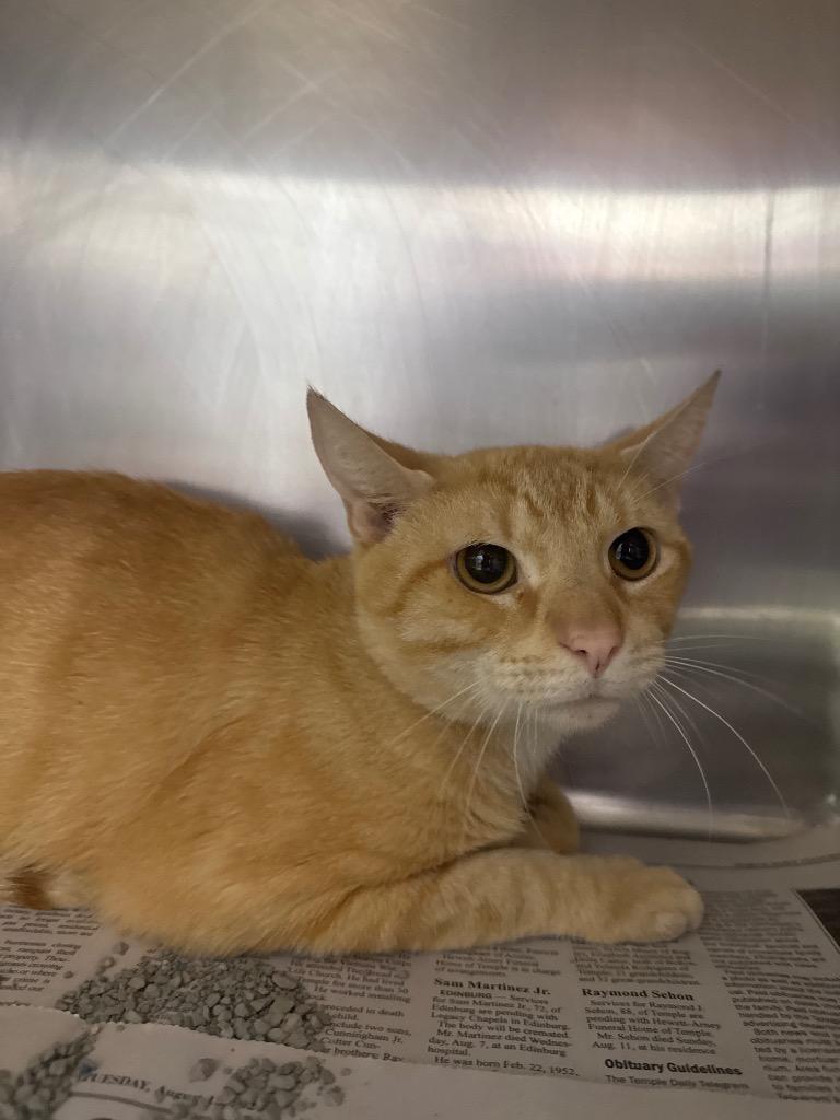 Garfield, Adoptable, Young Male Domestic Short Hair.