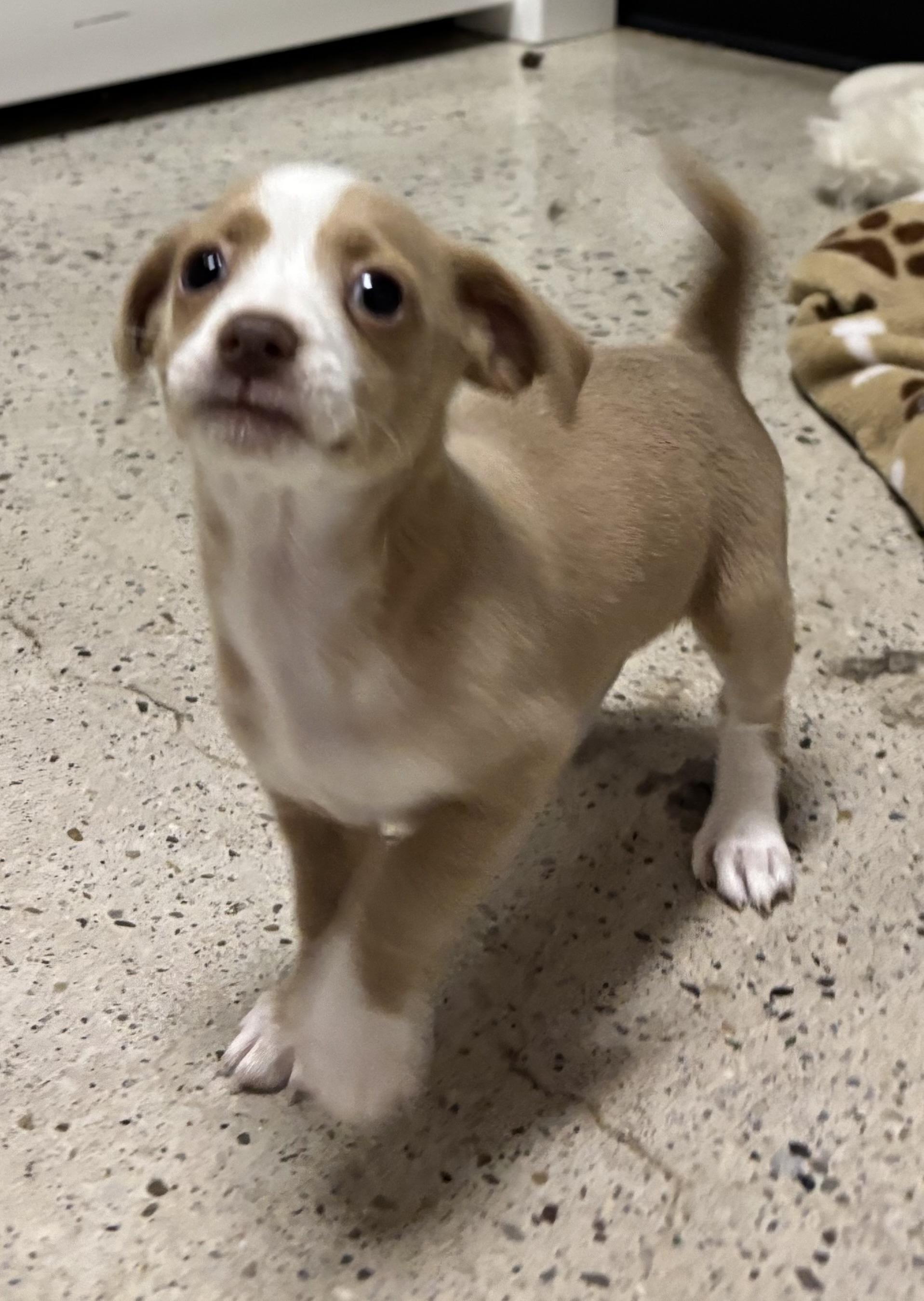 Tartlette, adopted, Puppy Female Chihuahua.