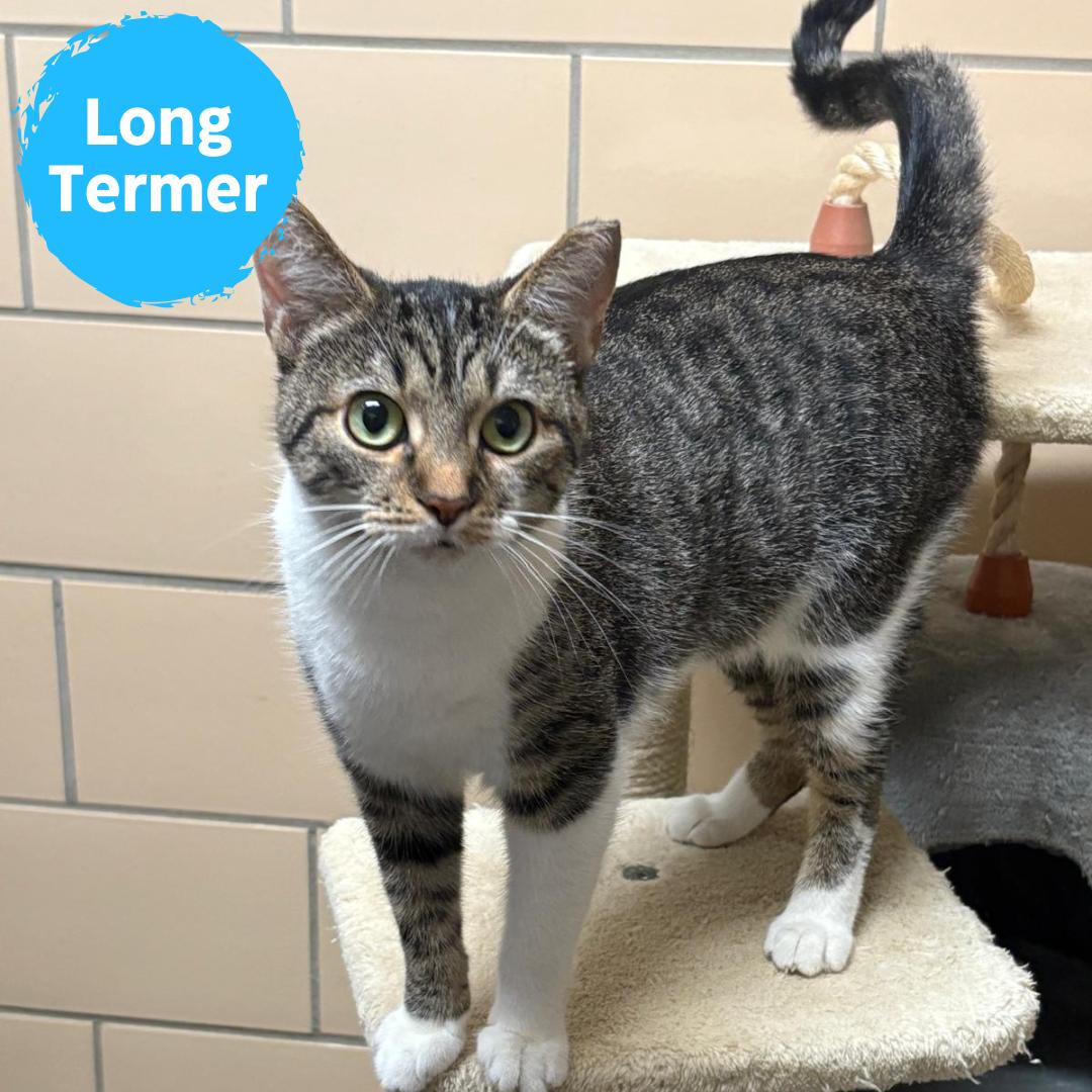 Mama Monroe, Adoptable, Adult Female Domestic Short Hair.