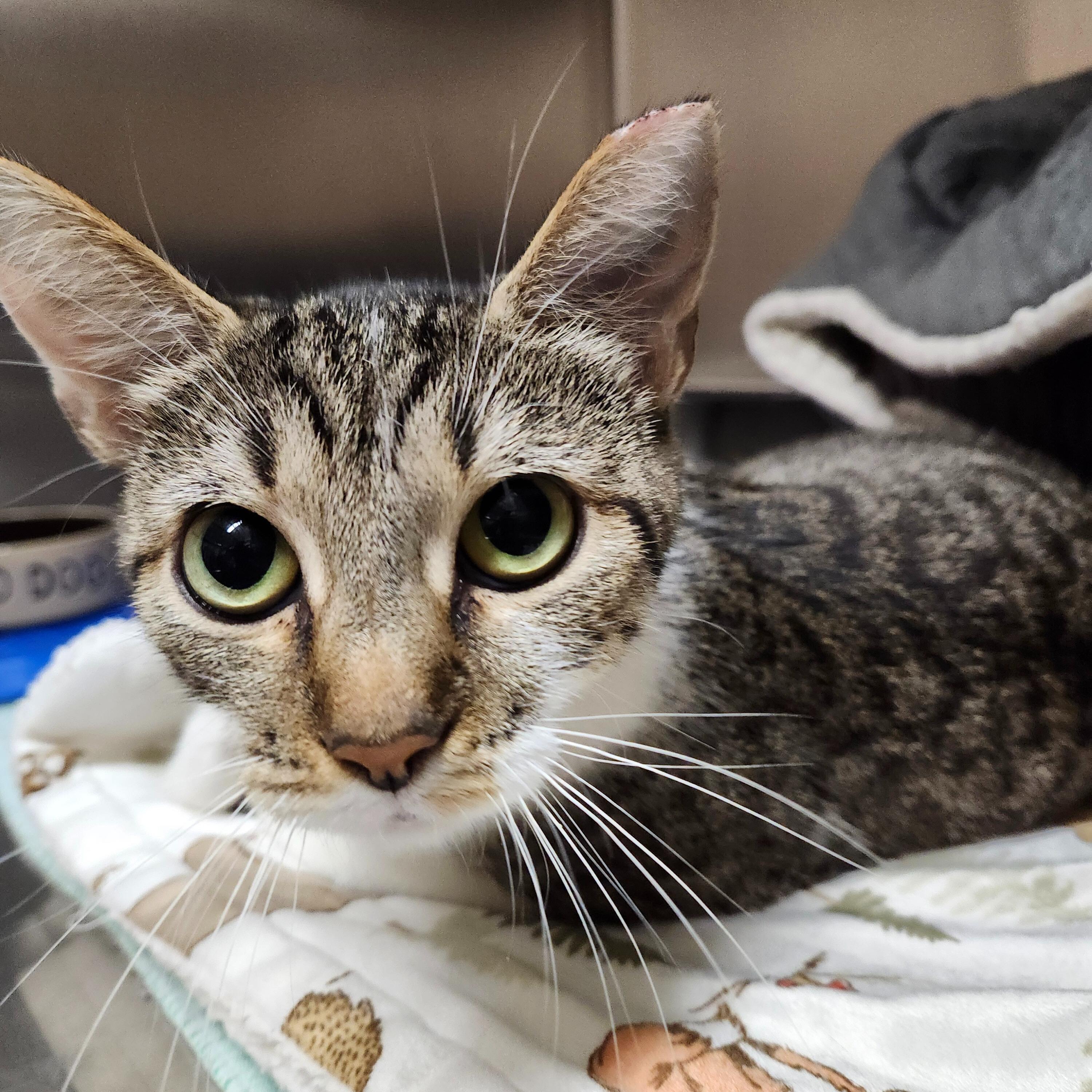 Mama Monroe, a Adoptable Domestic Short Hair in Renfrew, PA image 2/2