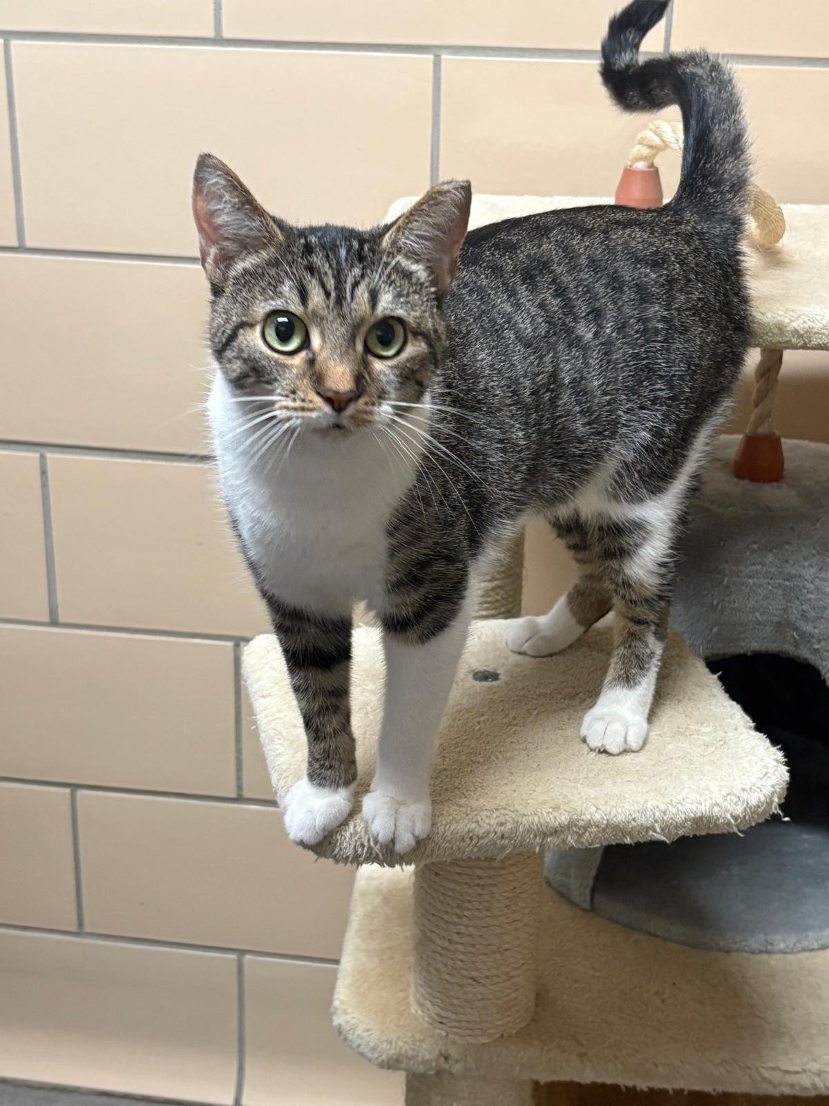 Mama Monroe, Adoptable, Adult Female Domestic Short Hair.