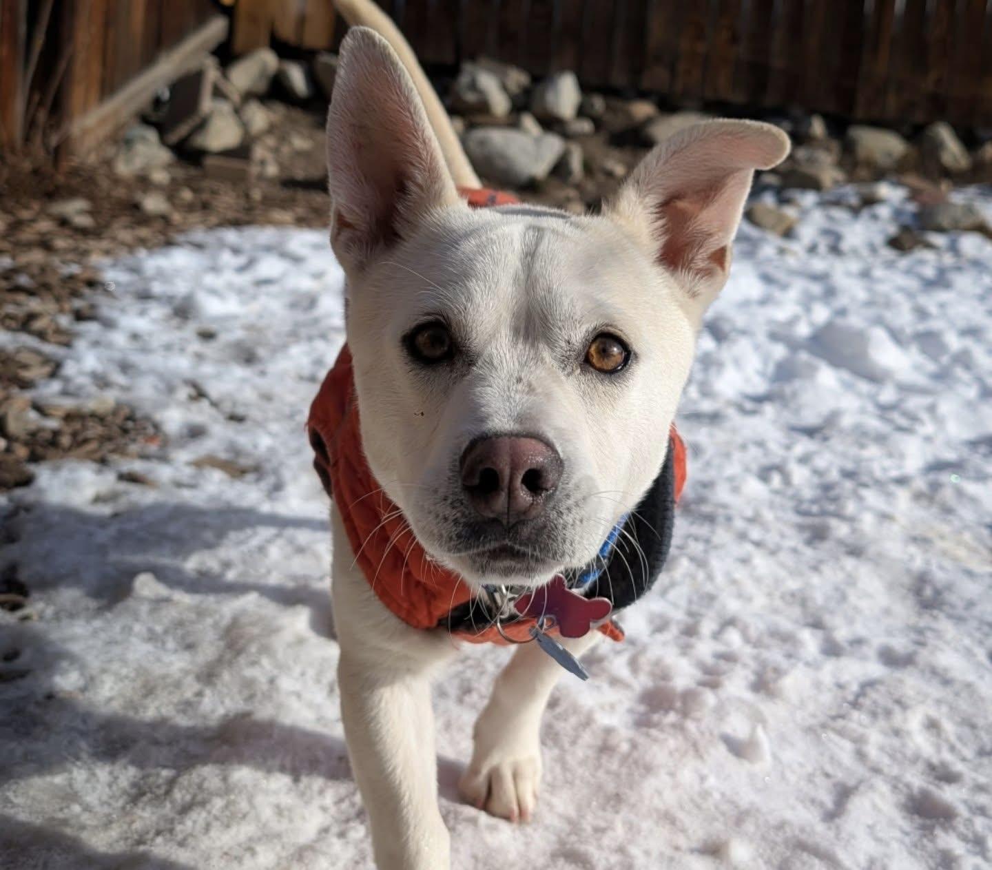 Enlarge Nemo, a ADOPTABLE mixed breed in Crested Butte , CO image 1/1