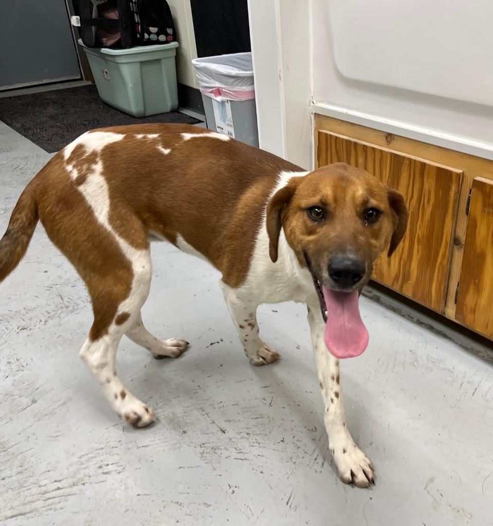 Jupiter, a Adoptable mixed breed in North Vernon, IN image 1/2