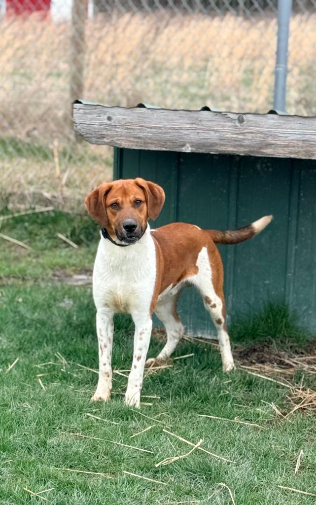 Jupiter, a Adoptable mixed breed in North Vernon, IN image 2/2