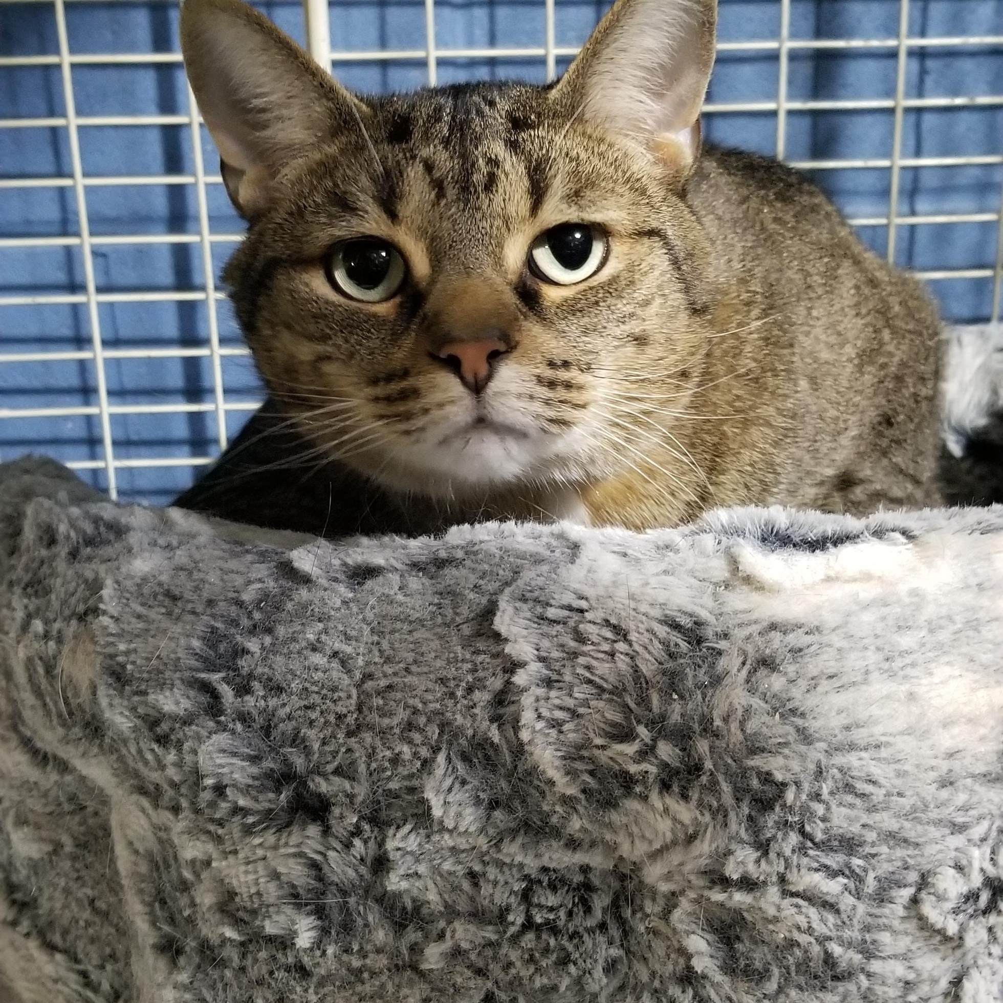 Enlarge Mushroom, a ADOPTABLE British Shorthair in Tottenham, ON image 2/5