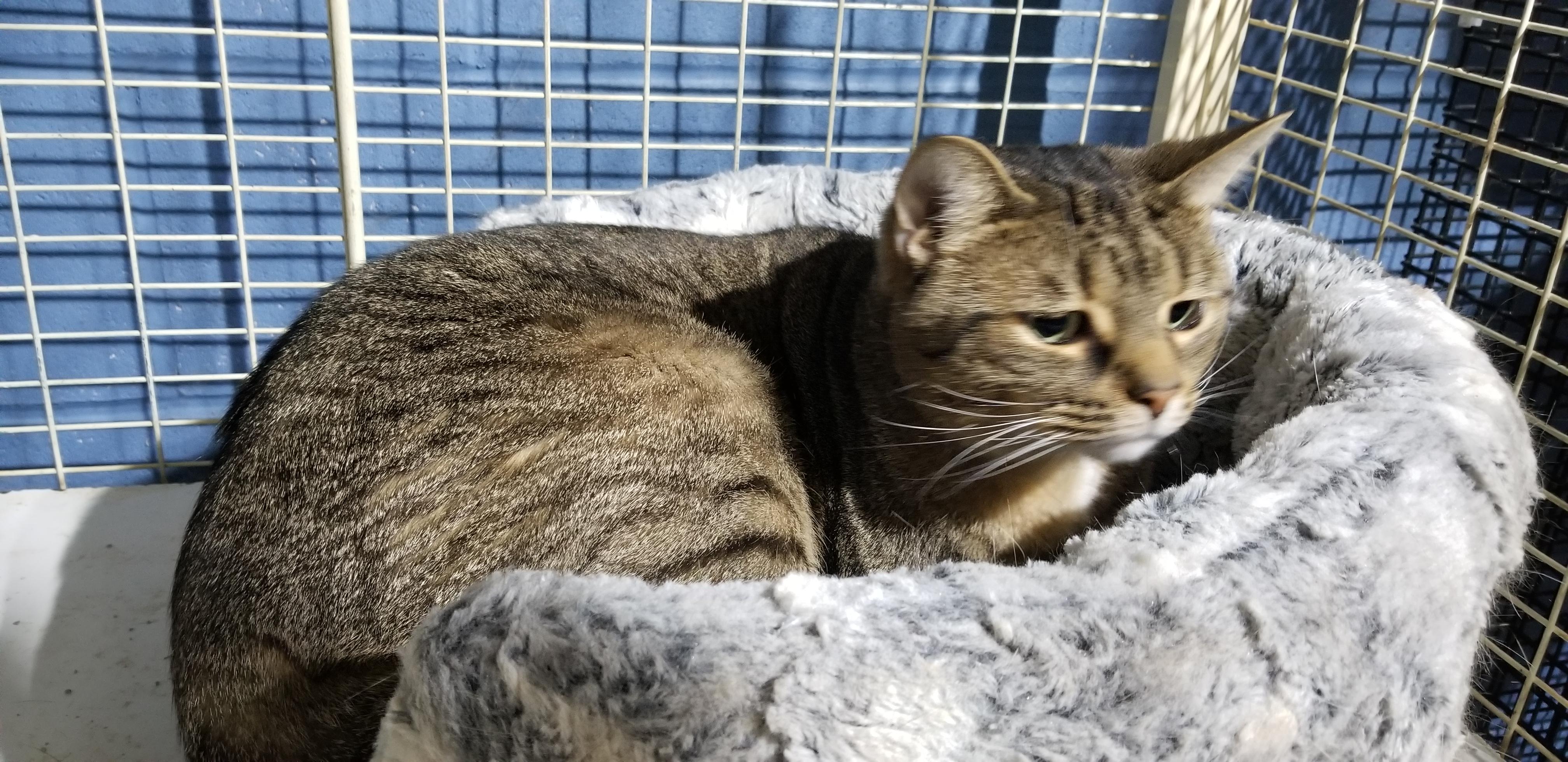 Mushroom, ADOPTABLE, Young Male British Shorthair.