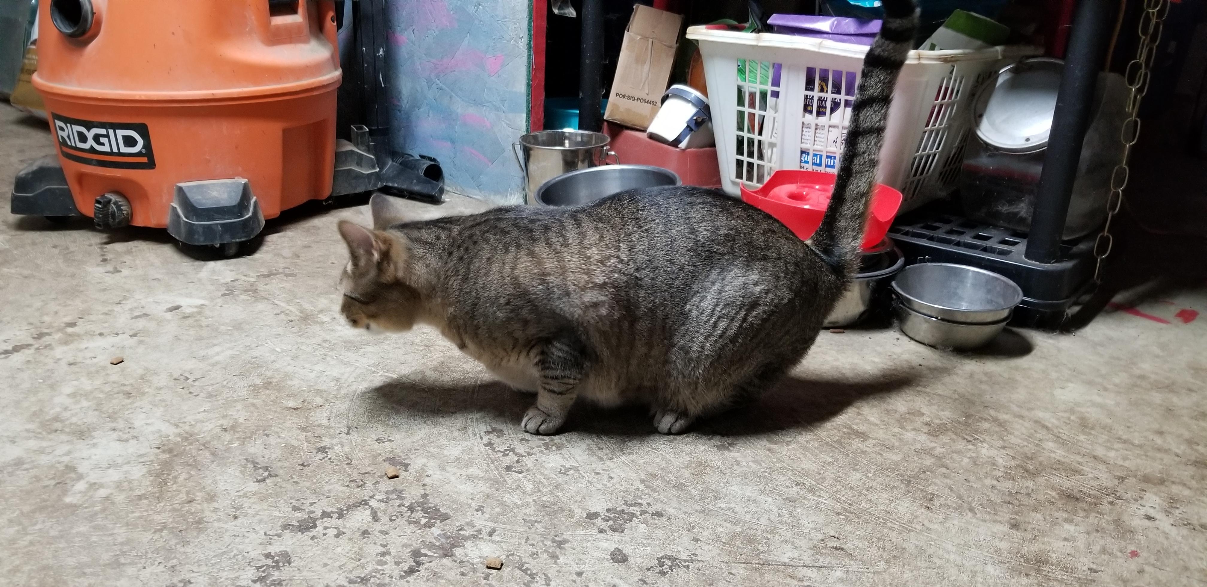 Enlarge Mushroom, a ADOPTABLE British Shorthair in Tottenham, ON image 5/5