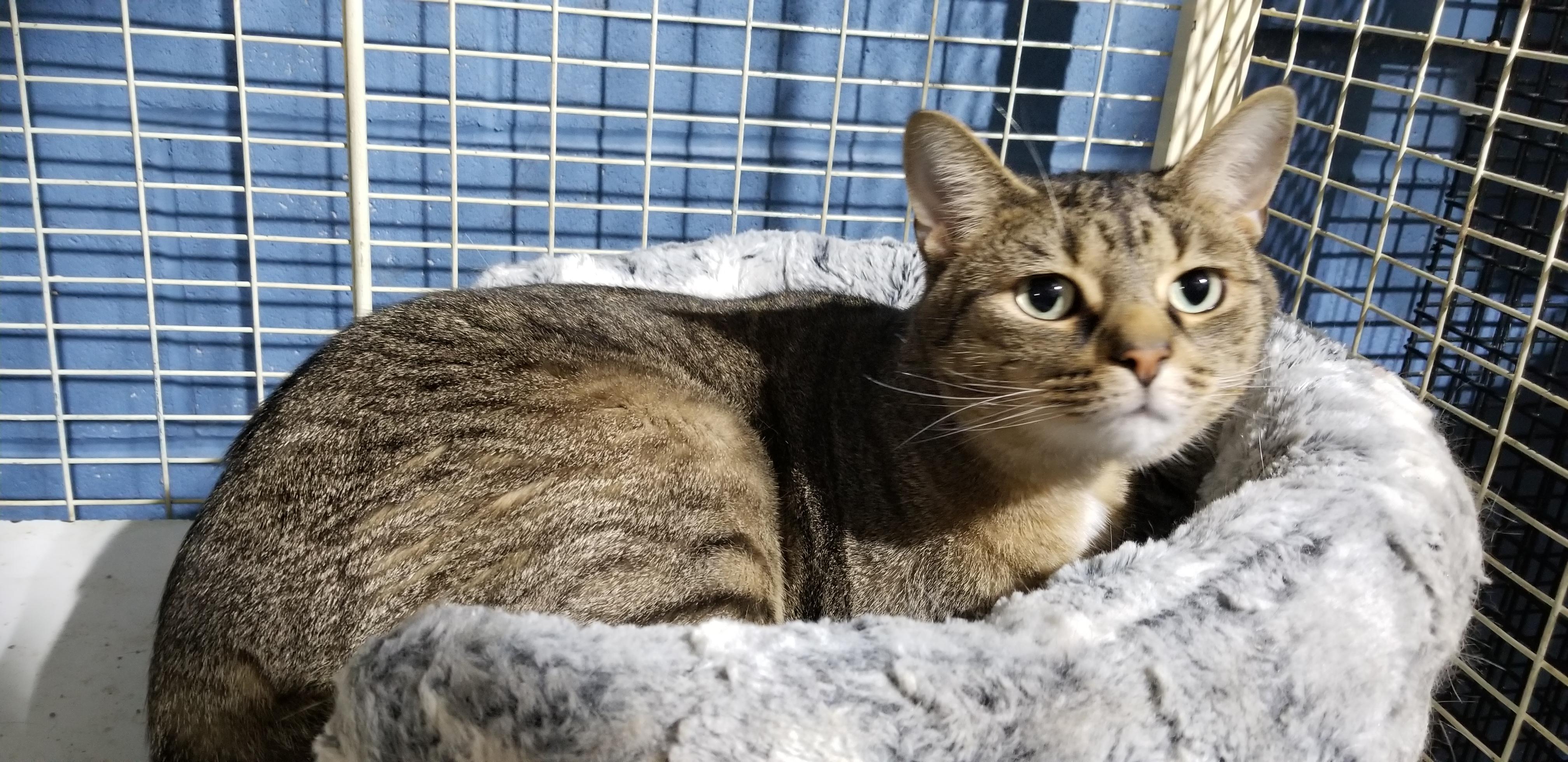 Enlarge Mushroom, a ADOPTABLE British Shorthair in Tottenham, ON image 4/5