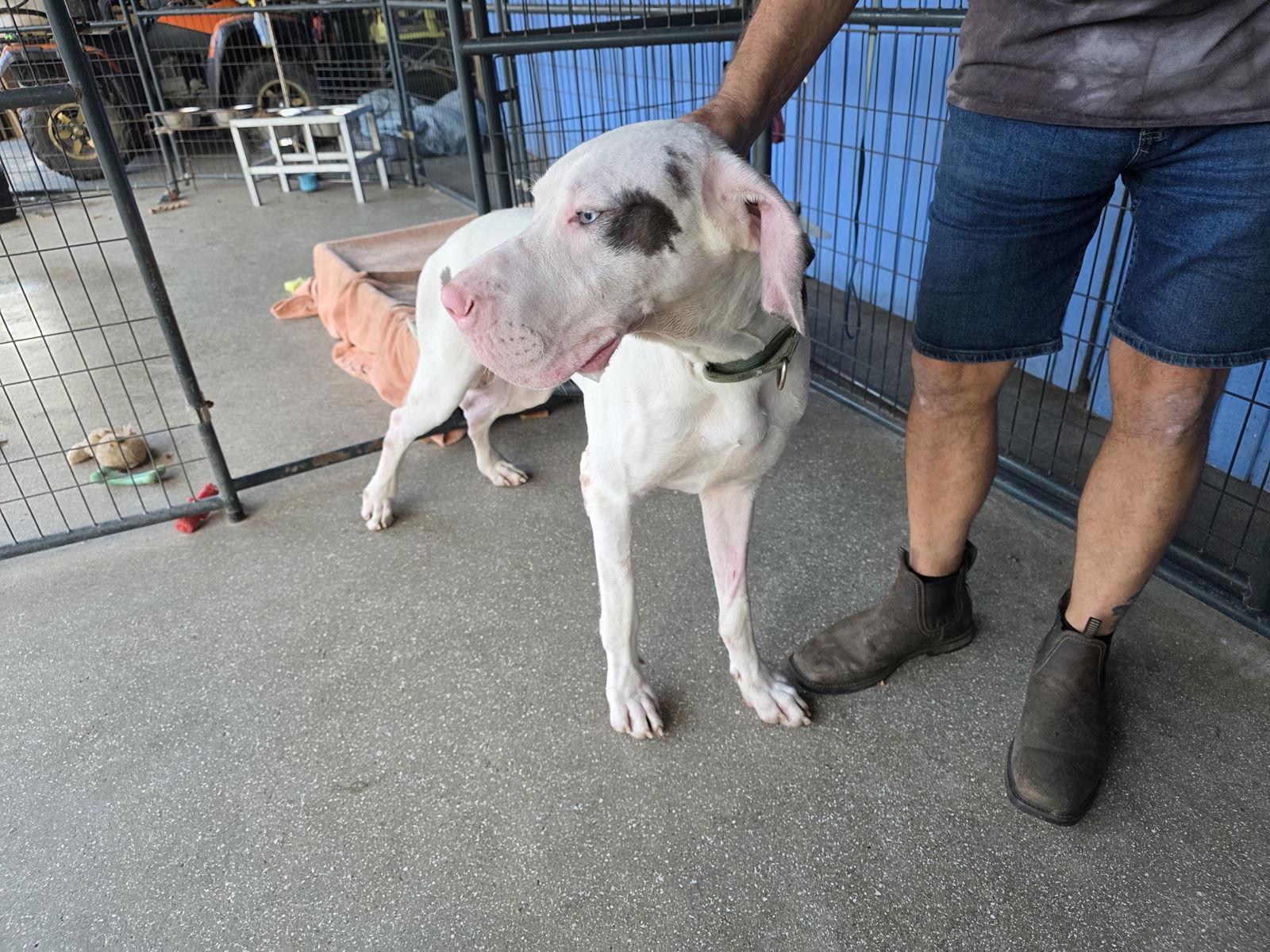 Kolt, Adoptable, Puppy Male Great Dane.