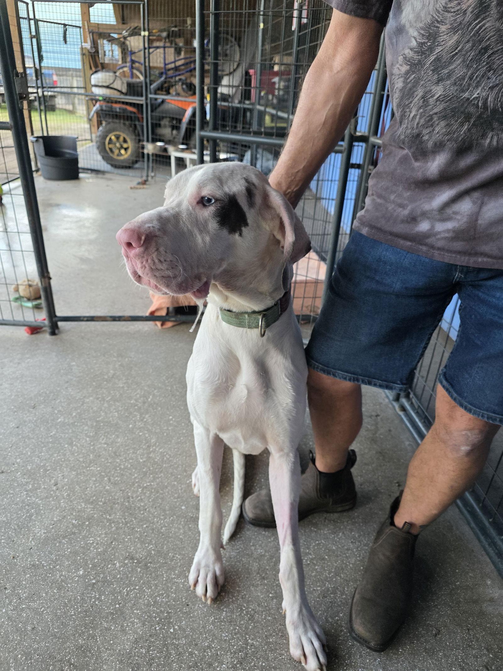 Enlarge Kolt, a Adoptable Great Dane in Jupiter, FL image 2/3