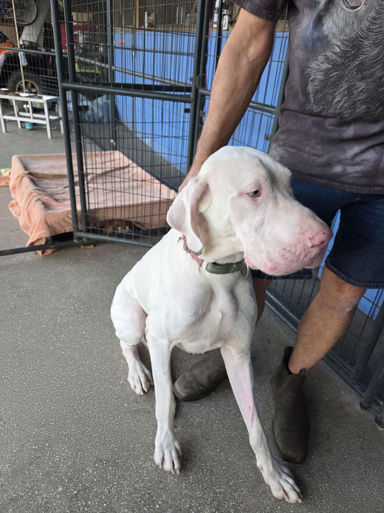 Enlarge Kolt, a Adoptable Great Dane in Jupiter, FL image 3/3