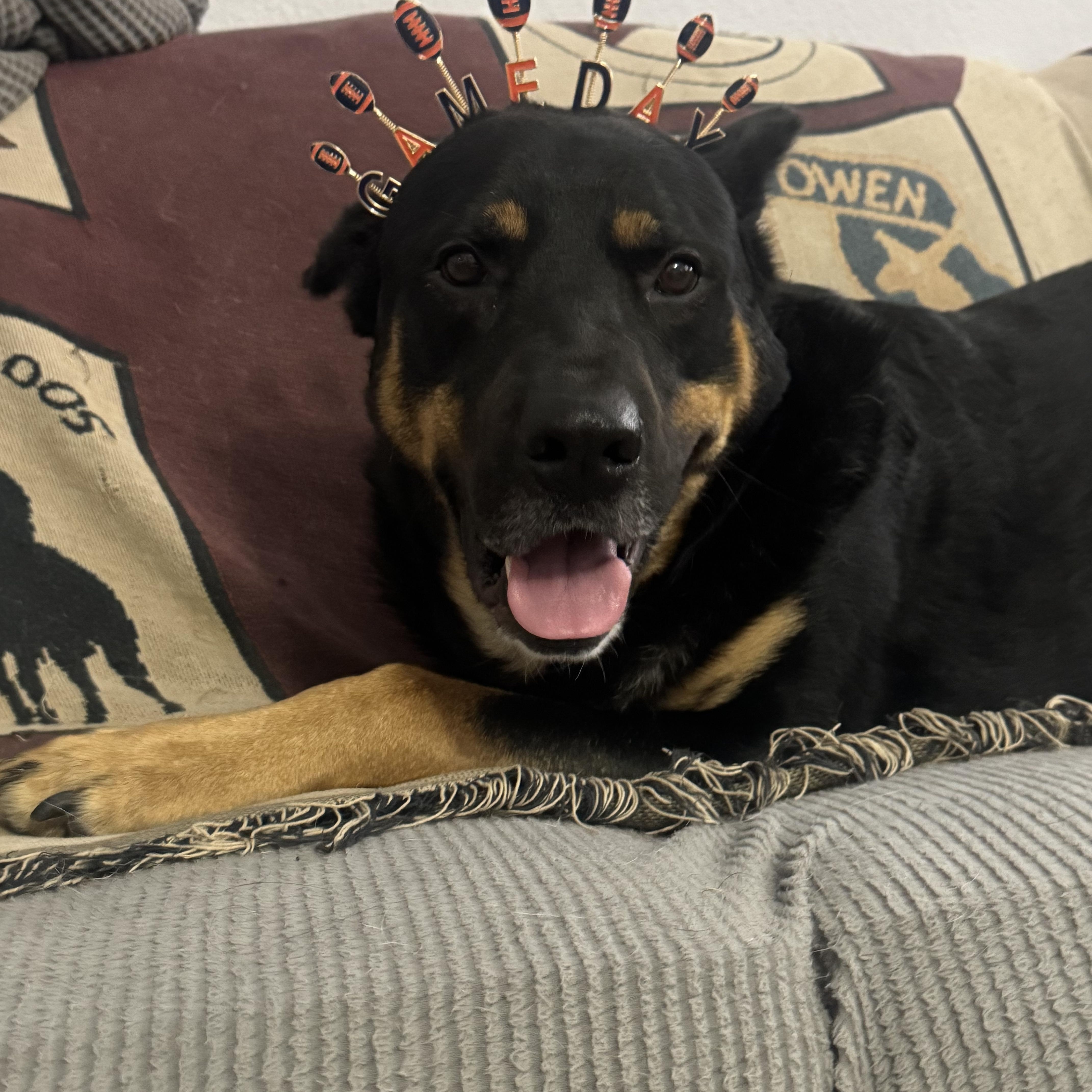 Enlarge Cota, a Adoptable mixed breed in Clemmons, NC image 1/6