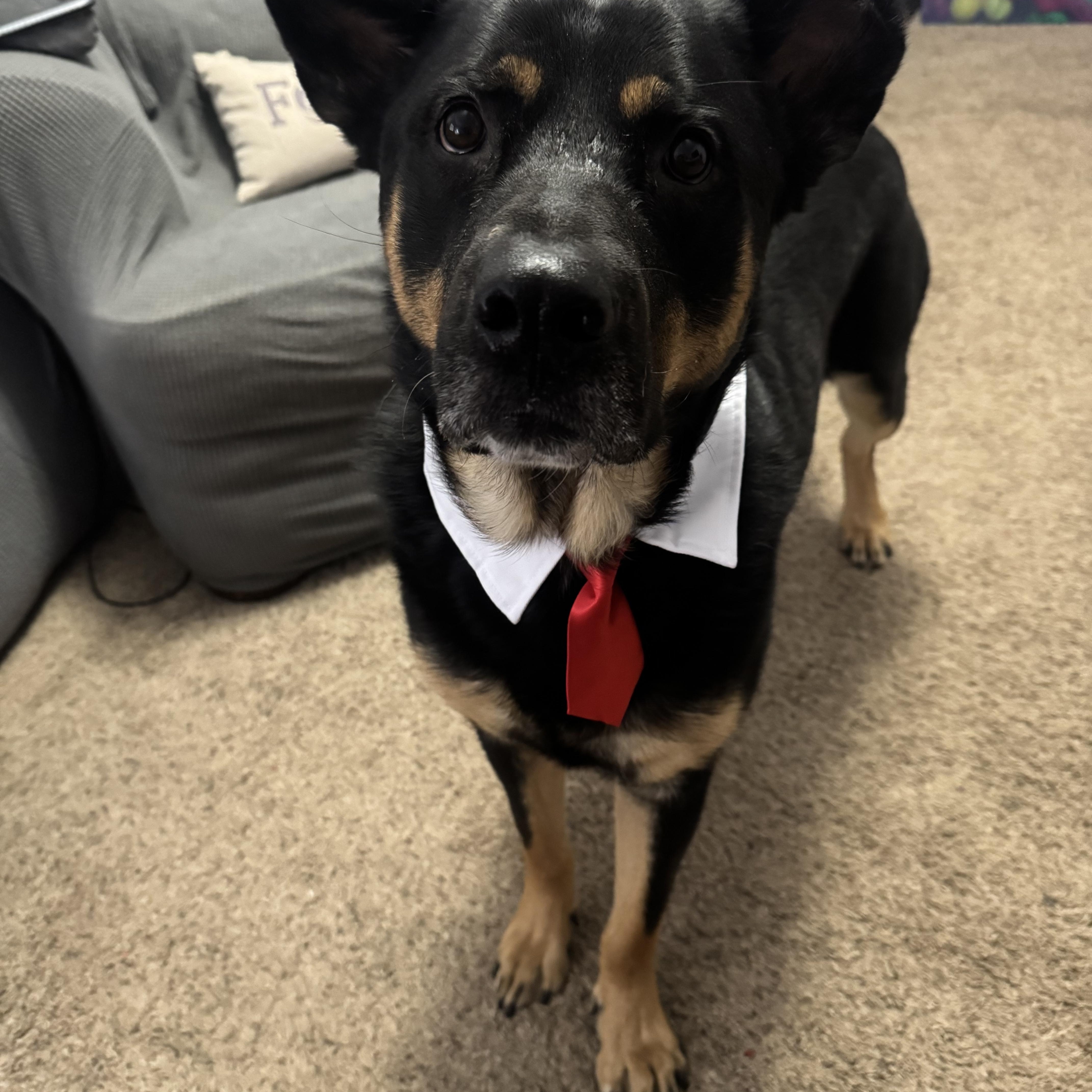 Enlarge Cota, a Adoptable mixed breed in Clemmons, NC image 3/6