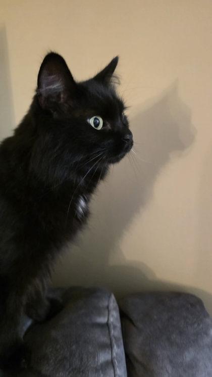 Enlarge Salem, a Adoptable mixed breed in Montreal, QC image 1/2