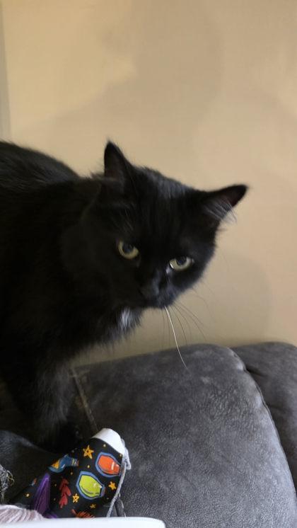Enlarge Salem, a Adoptable mixed breed in Montreal, QC image 2/2