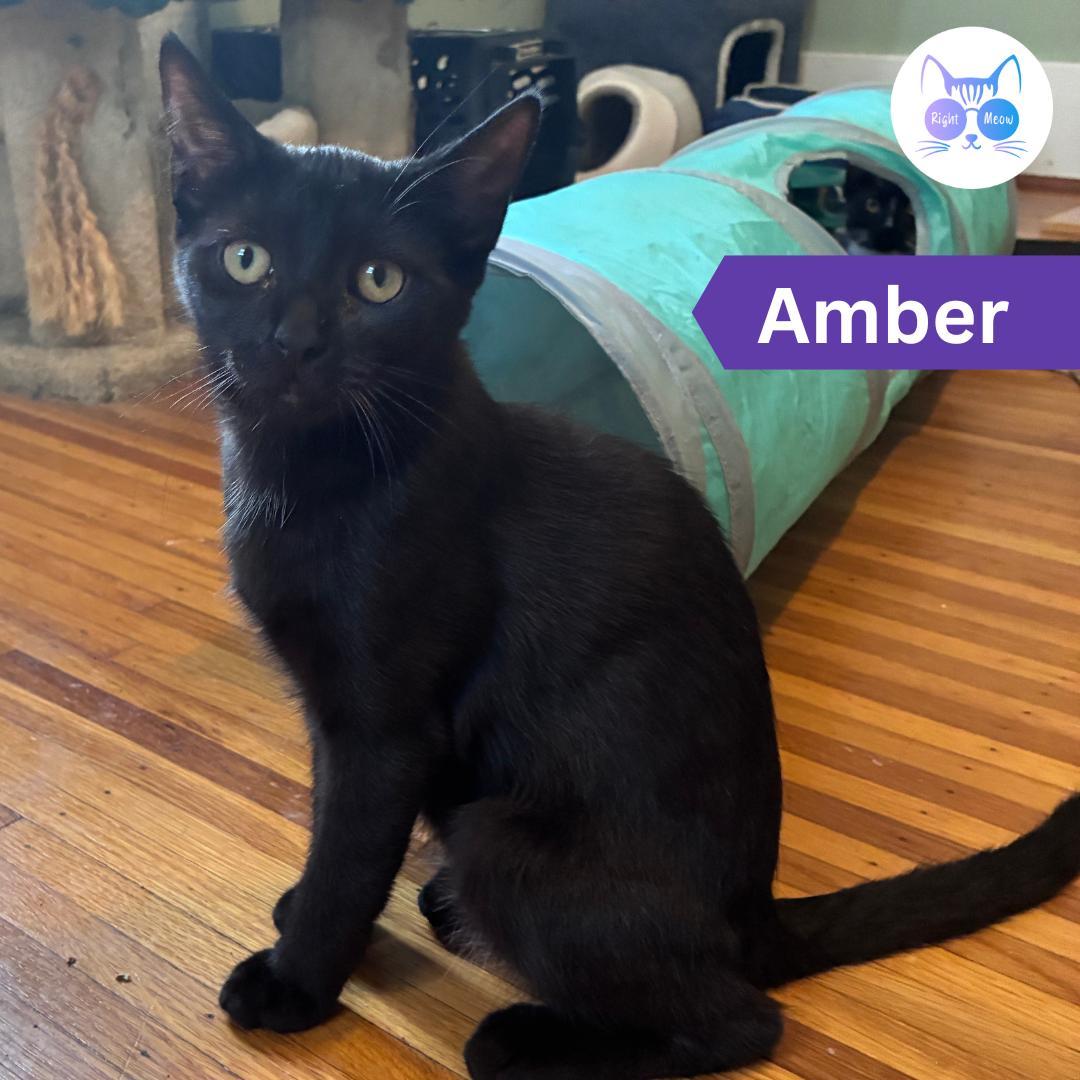 Amber, Adoptable, Young Female Domestic Short Hair.