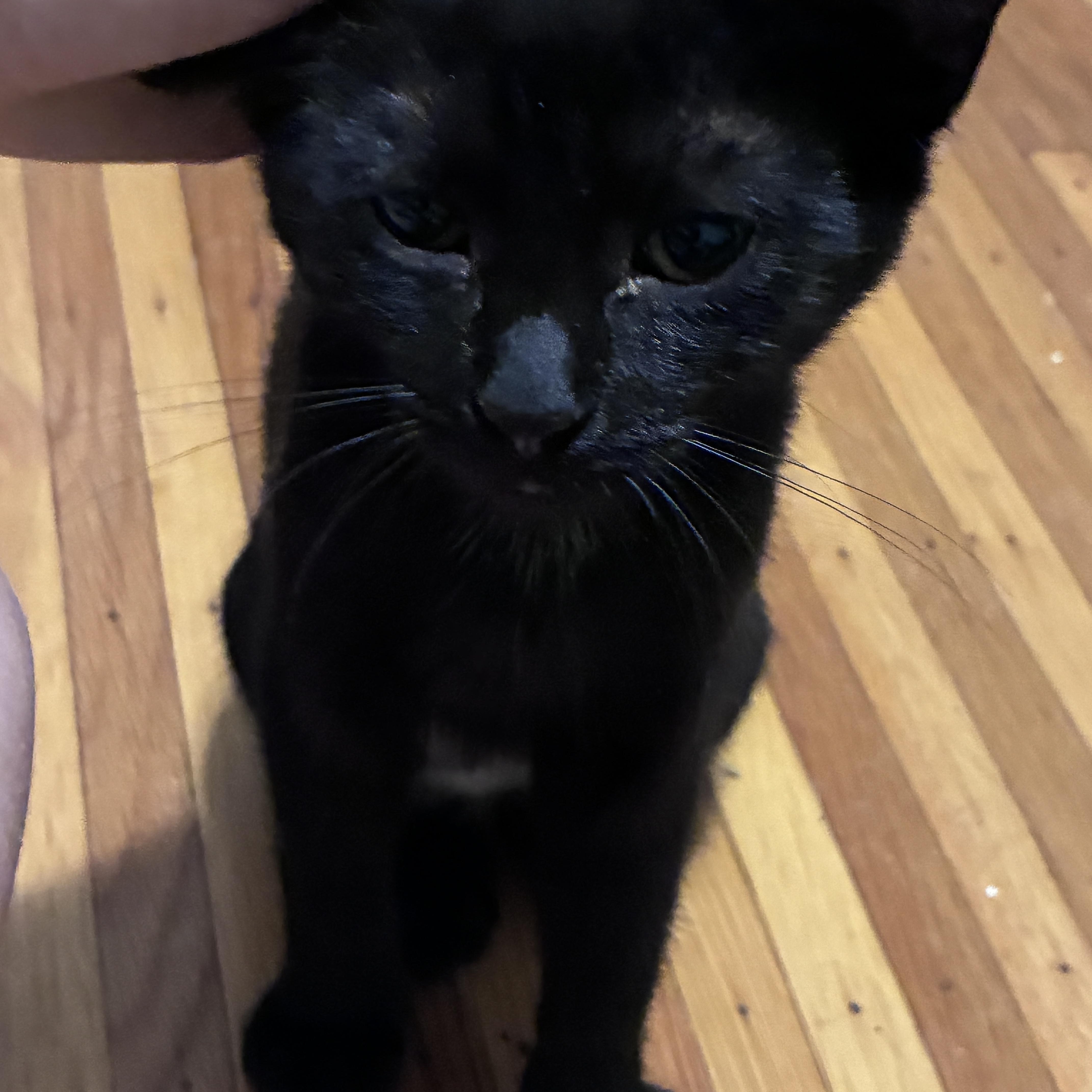 Enlarge Amber, a Adoptable Domestic Short Hair in Penfield, NY image 2/3