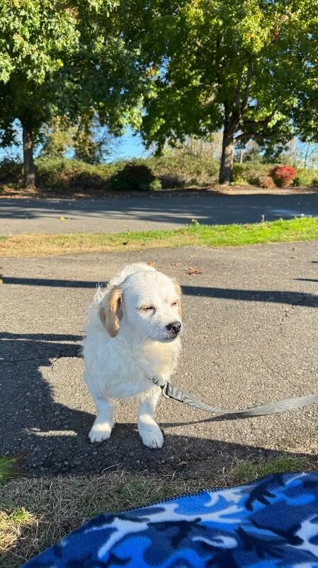 Enlarge Crumpet, a Adoptable mixed breed in Seattle, WA image 4/6