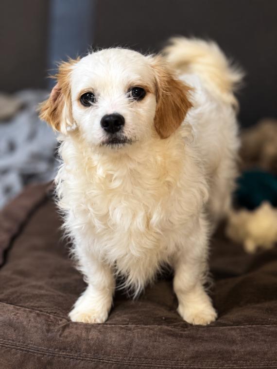 Crumpet, Adoptable, Young Male Maltese & Shih Tzu.