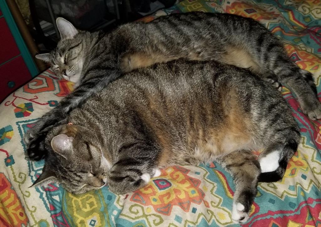 Athena (Courtesy Post), Adoptable, Senior Female Domestic Short Hair.