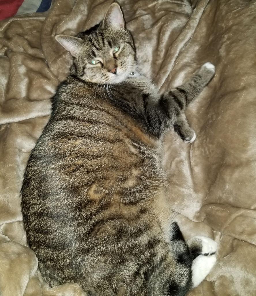 Athena (Courtesy Post), a Adoptable Domestic Short Hair in Rutherfordton, NC image 1/2