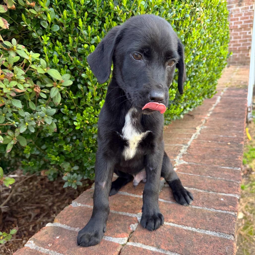 Giraffe — thumbnail 3