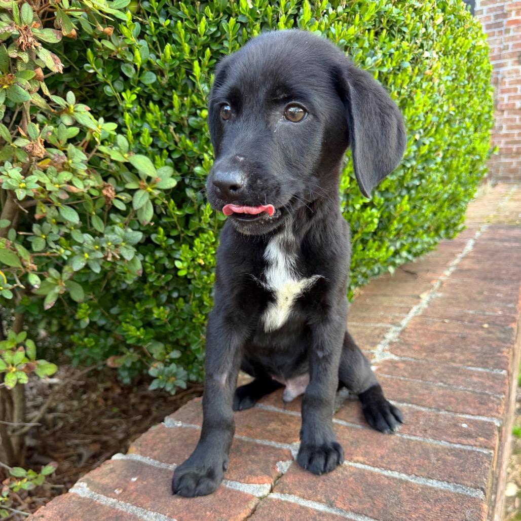 Giraffe — thumbnail 4