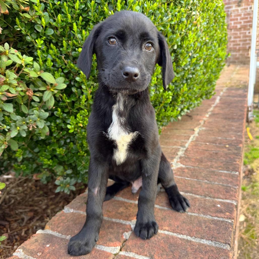 Giraffe — thumbnail 5