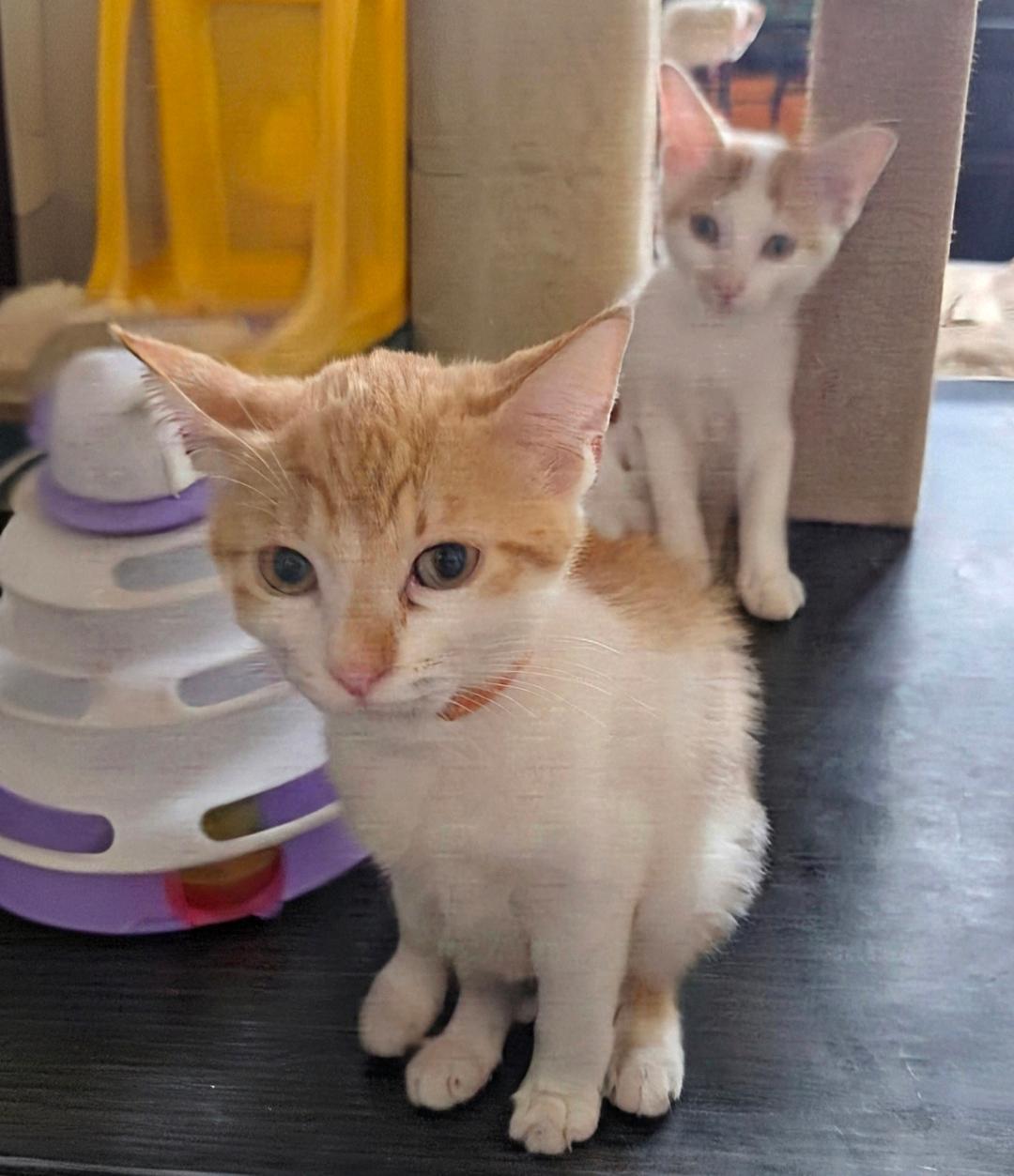 Enlarge Loki and Apollo, a Adopted Domestic Short Hair in New Port Richey, FL image 6/6