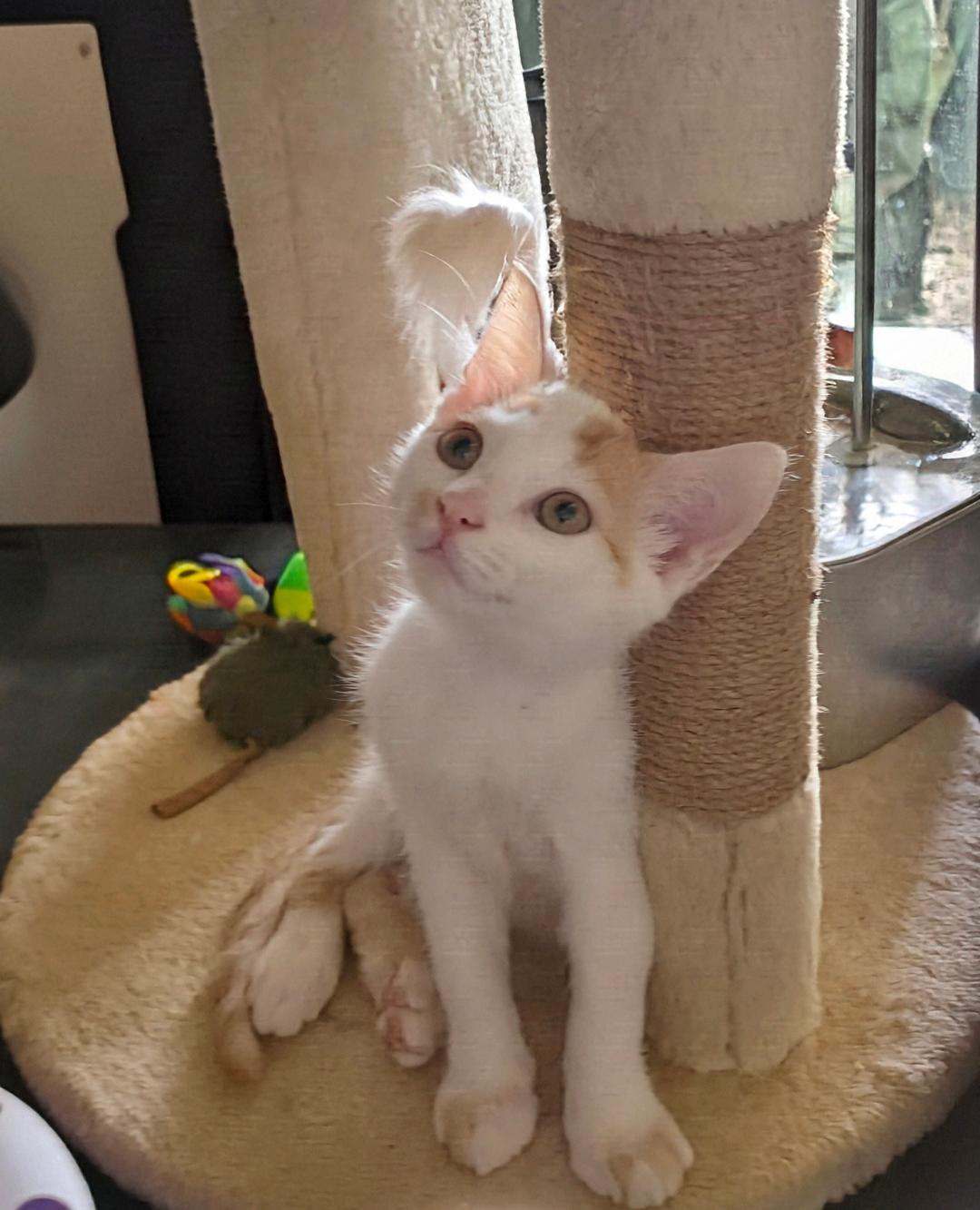 Enlarge Loki and Apollo, a Adopted Domestic Short Hair in New Port Richey, FL image 5/6