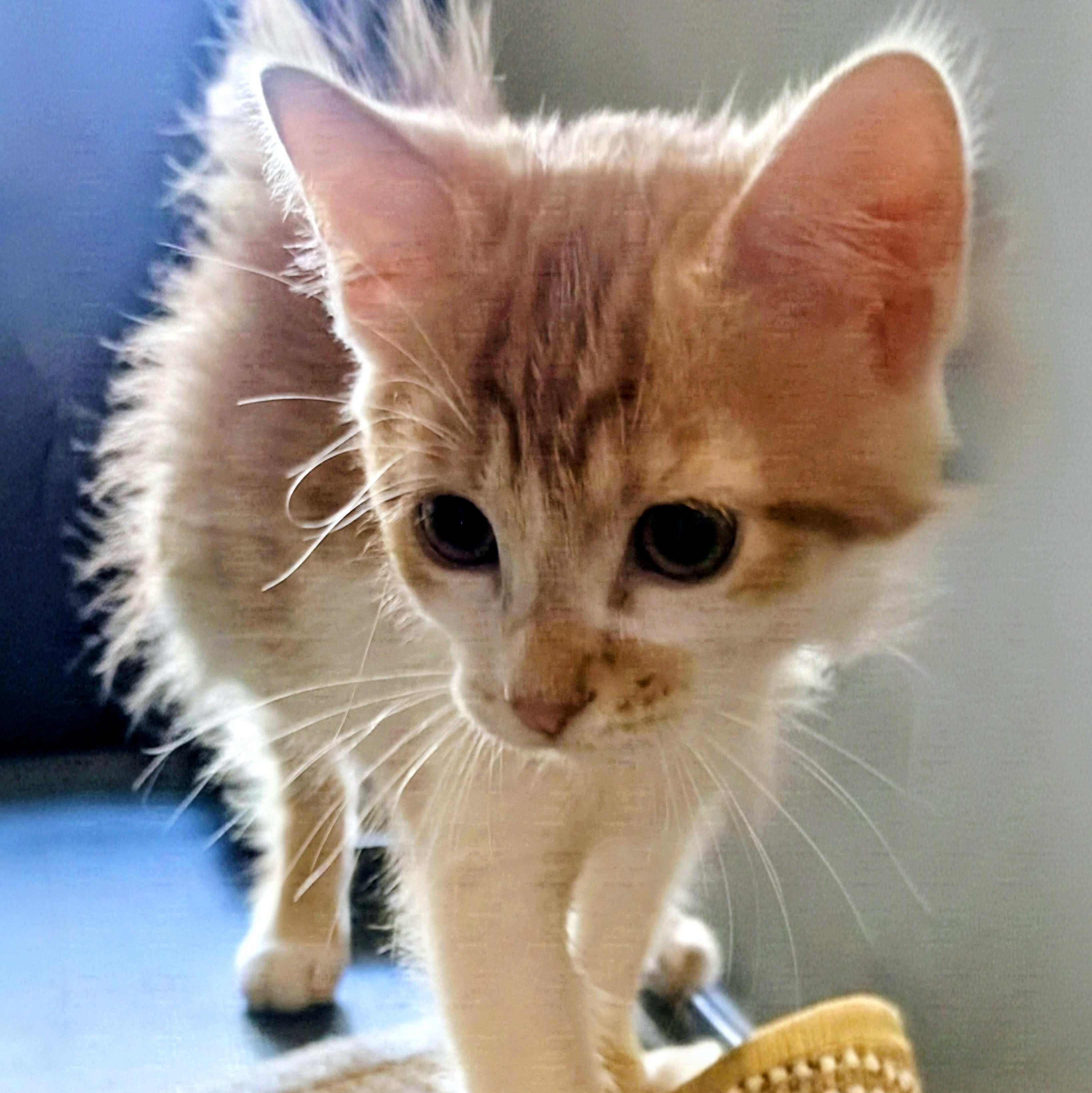 Enlarge Loki and Apollo, a Adopted Domestic Short Hair in New Port Richey, FL image 2/6