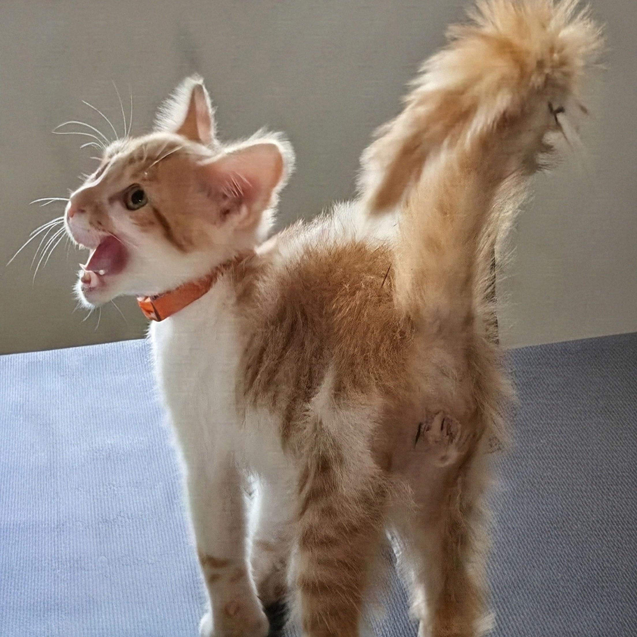 Loki and Apollo, Adopted, Kitten Male Domestic Short Hair.