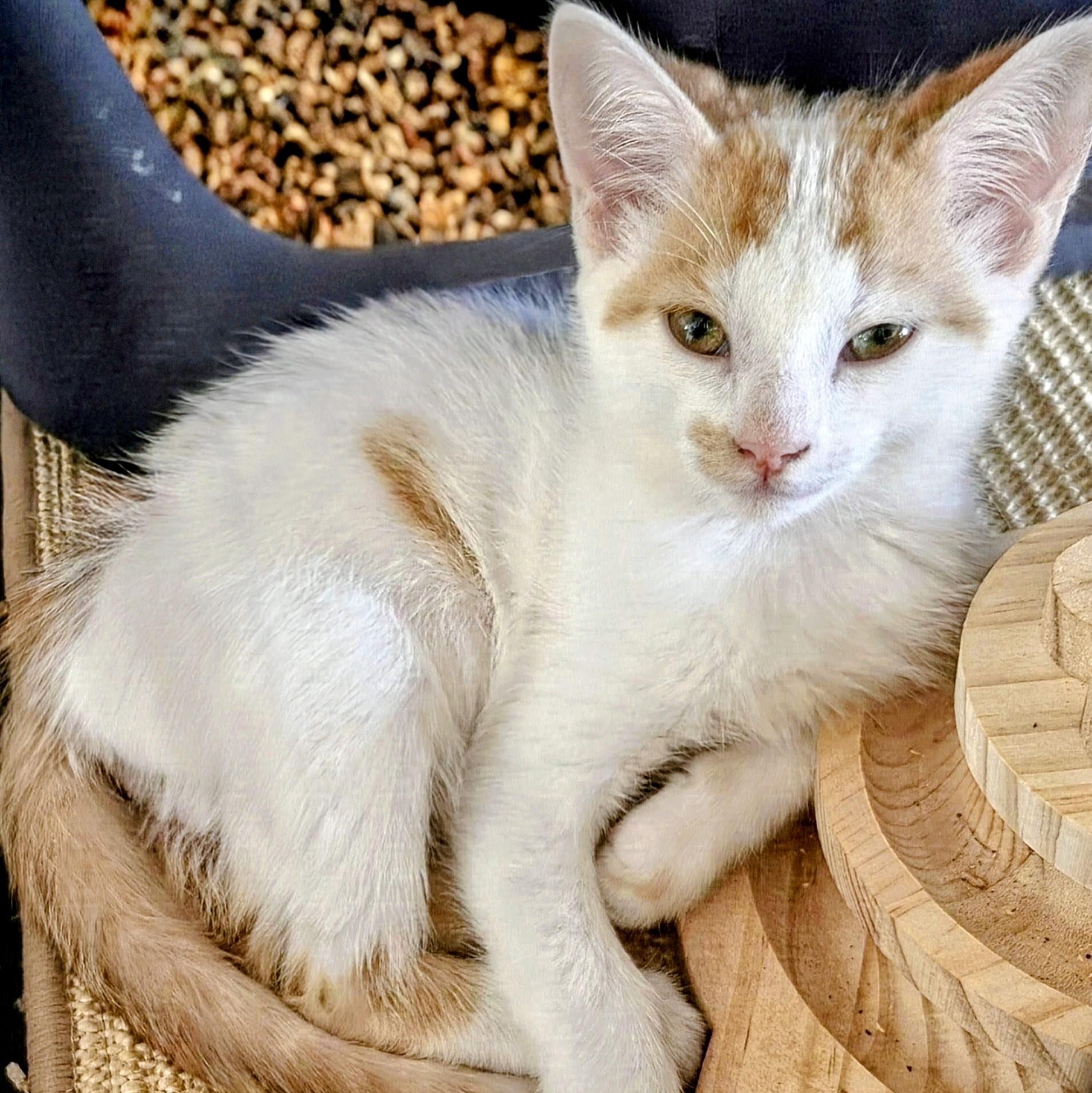 Enlarge Loki and Apollo, a Adopted Domestic Short Hair in New Port Richey, FL image 3/6