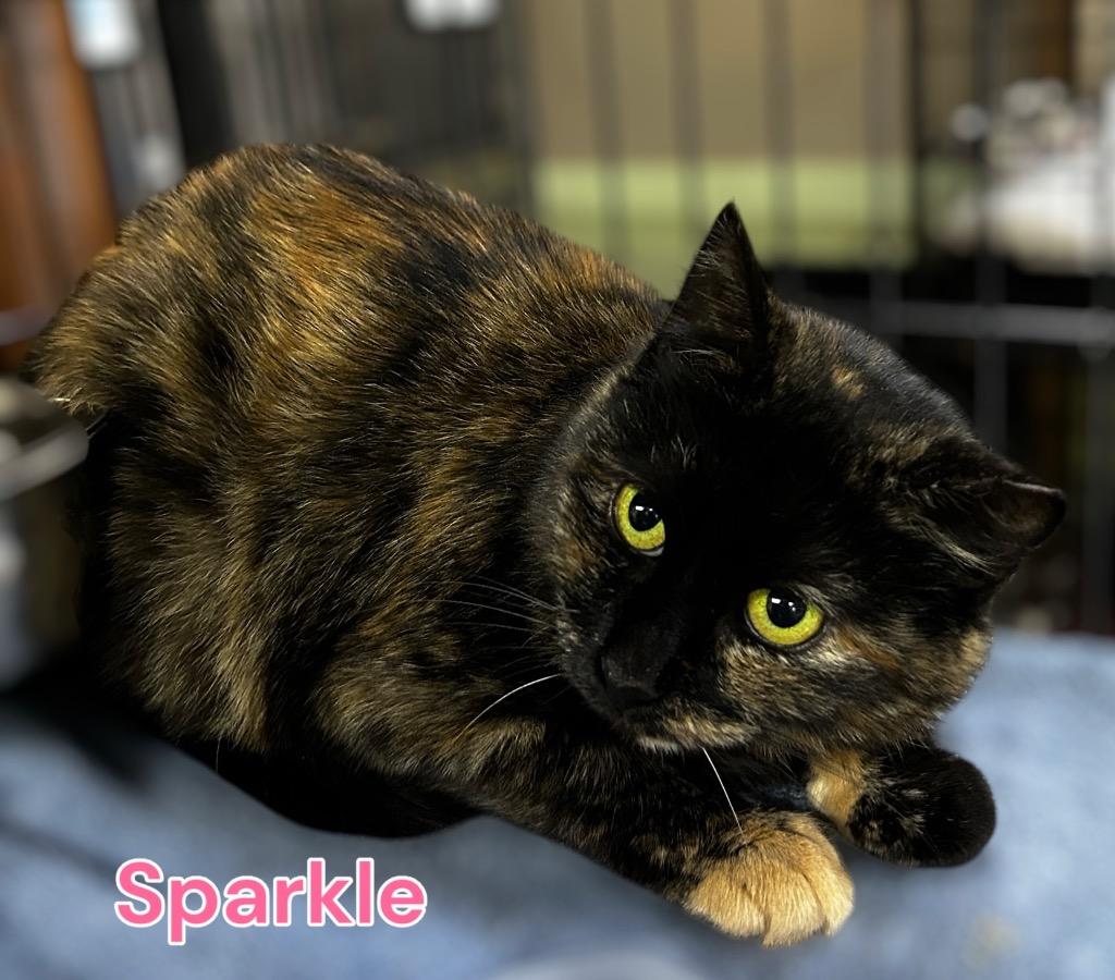 Enlarge Sparkle, a Adoptable mixed breed in Jim Thorpe, PA image 1/2