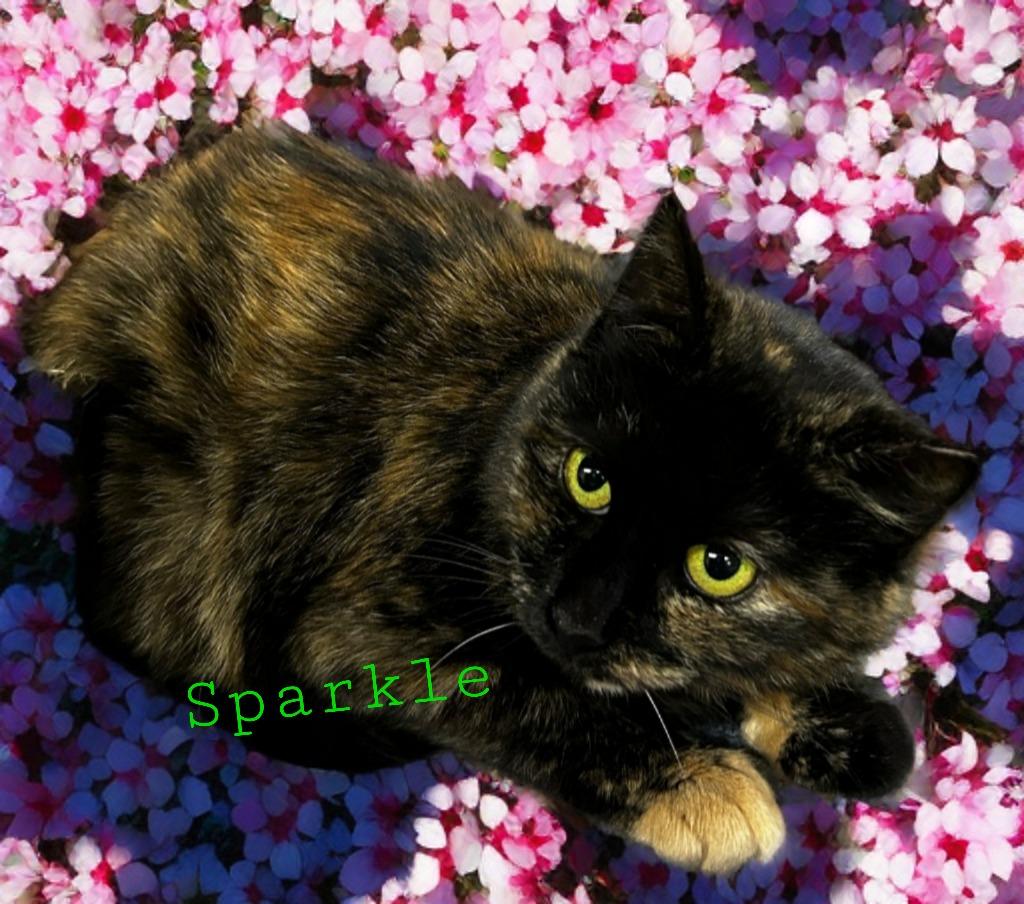 Enlarge Sparkle, a Adoptable mixed breed in Jim Thorpe, PA image 2/2