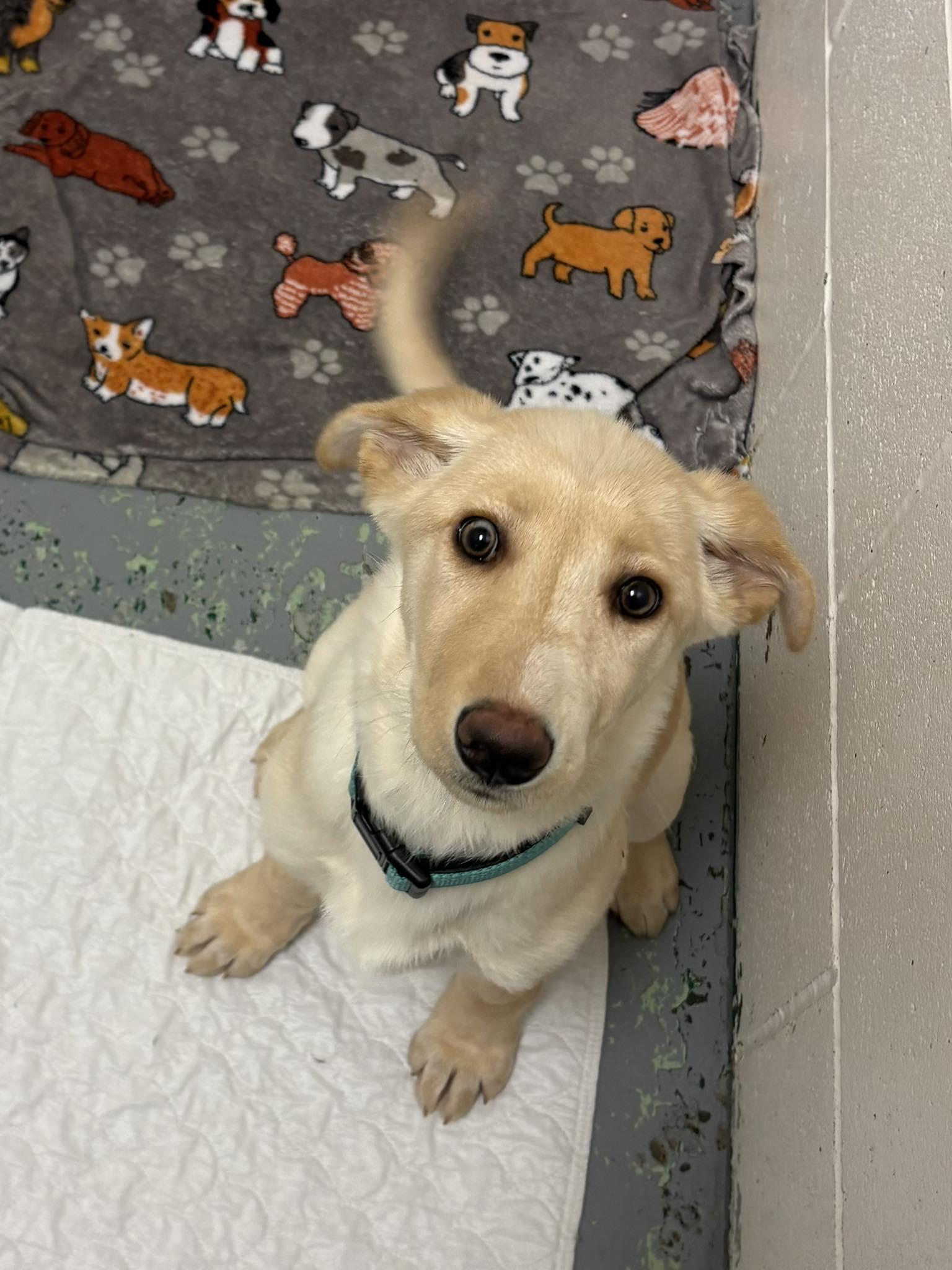 Rose, ADOPTABLE, Puppy Female Siberian Husky.