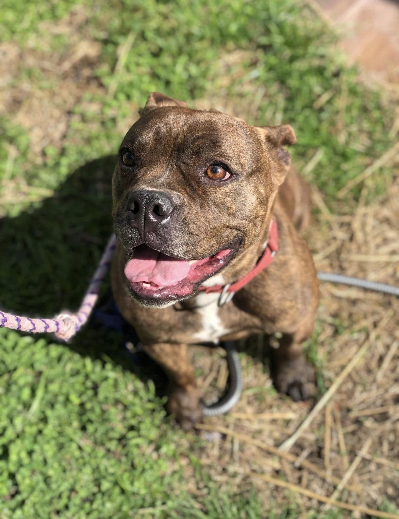 Enlarge Zelda, a Adopted Pit Bull Terrier in Richmond, VA image 1/3