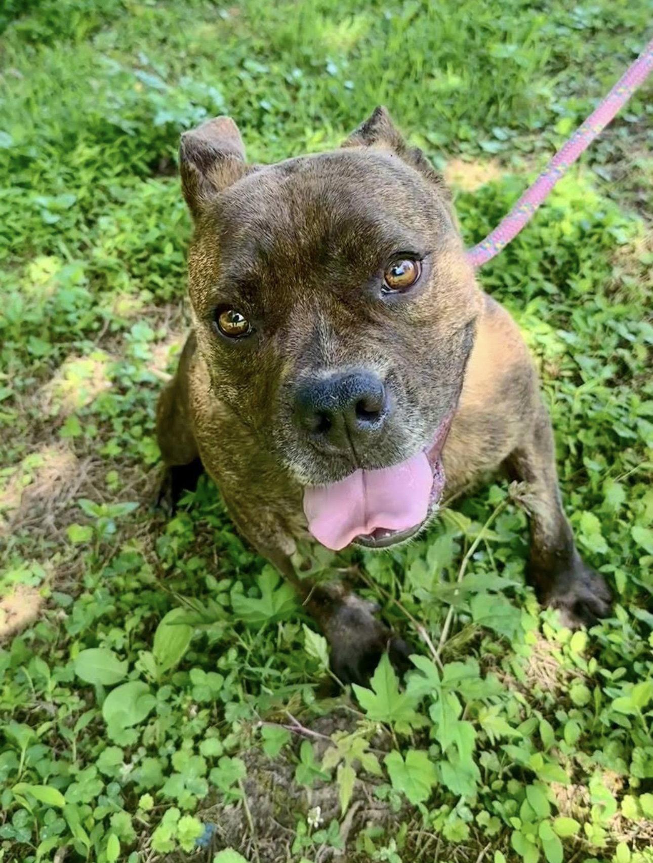 Enlarge Zelda, a Adopted Pit Bull Terrier in Richmond, VA image 2/3