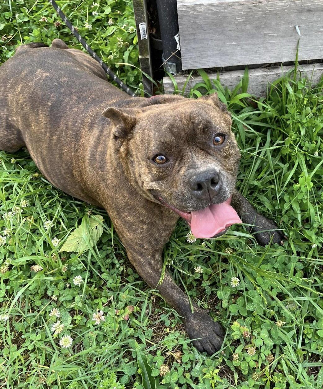 Enlarge Zelda, a Adopted Pit Bull Terrier in Richmond, VA image 3/3