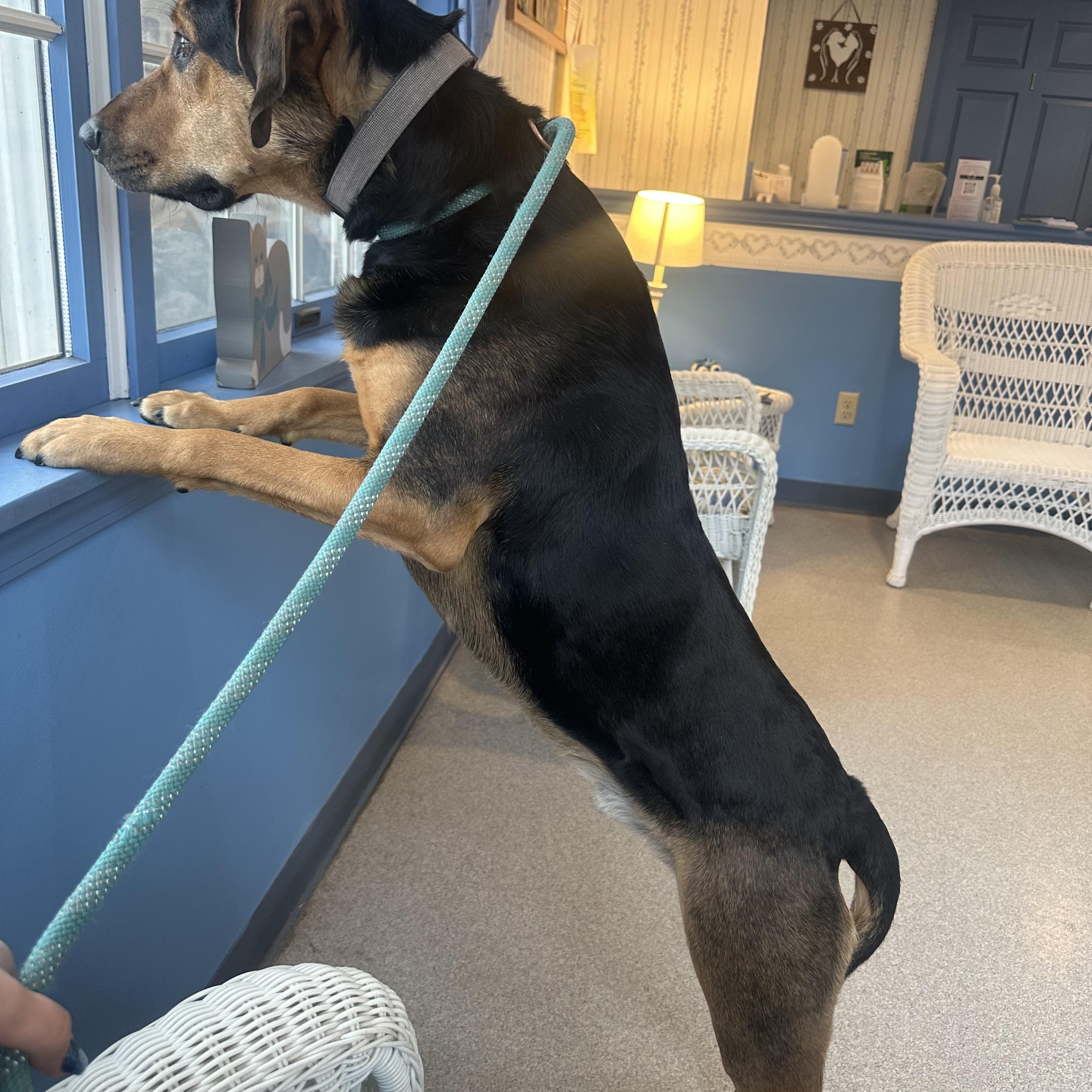 Enlarge Mack, a Adoptable mixed breed in Rock Hill, NY image 3/5